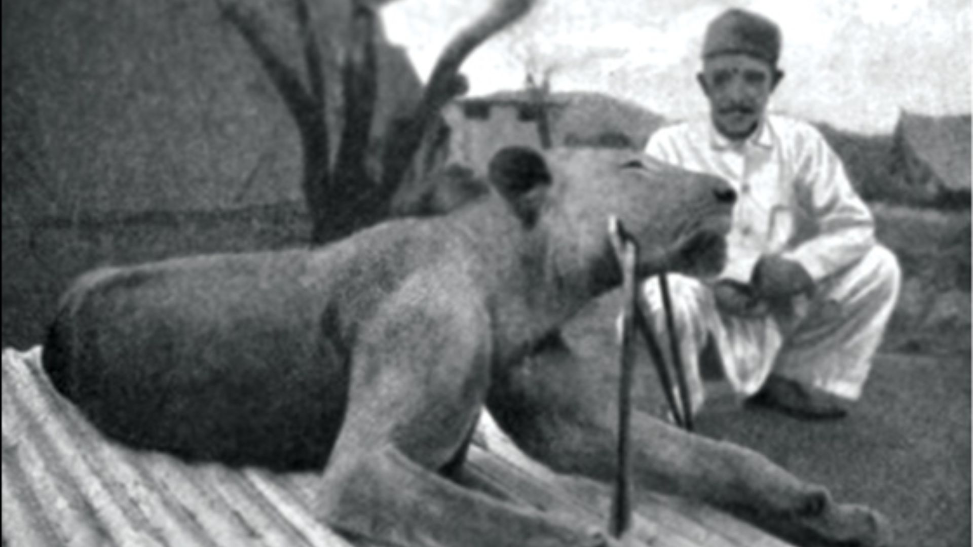2. Les lions de Tsavo