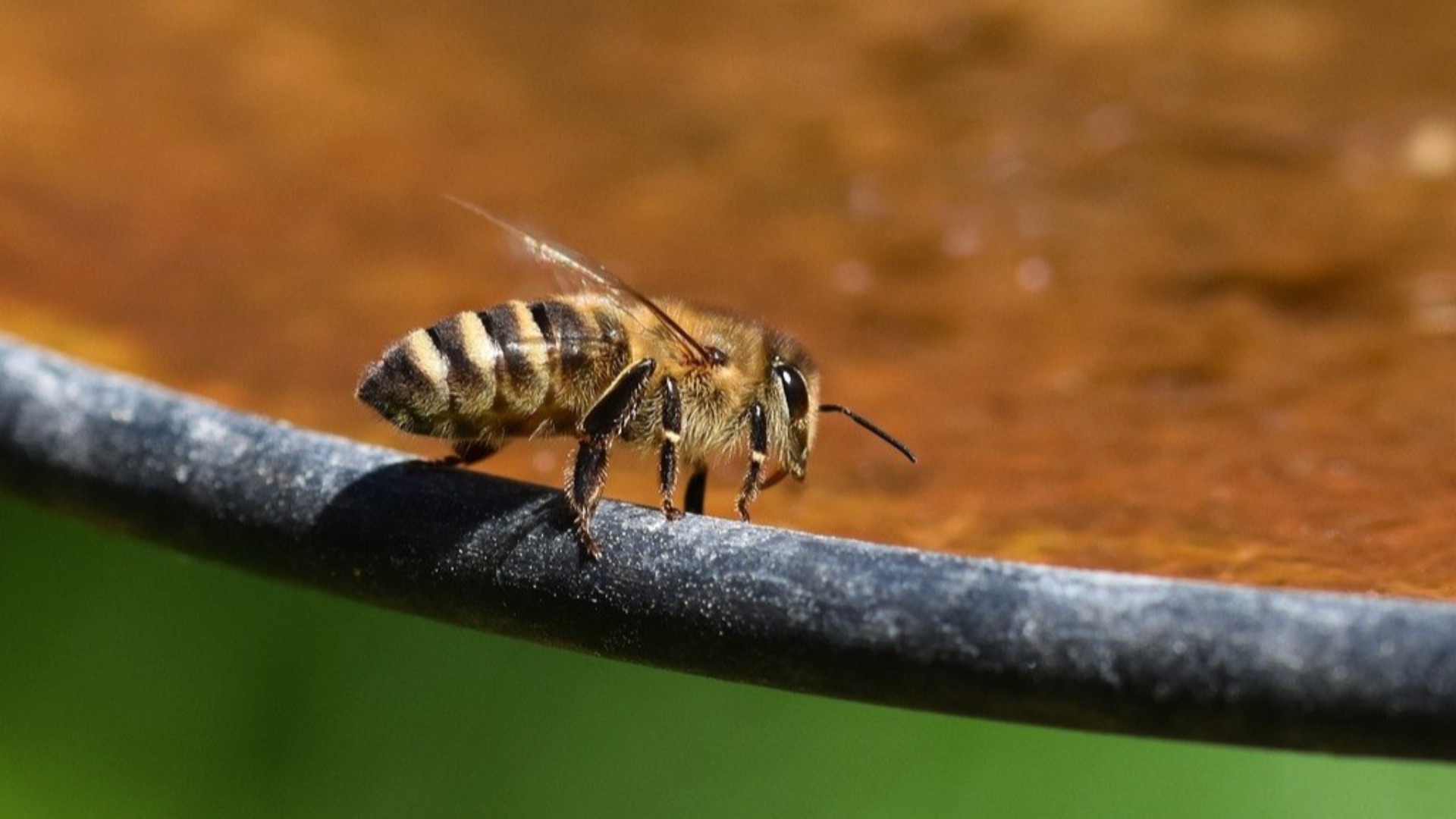 17. Une abeille ou un insecte dans la voiture