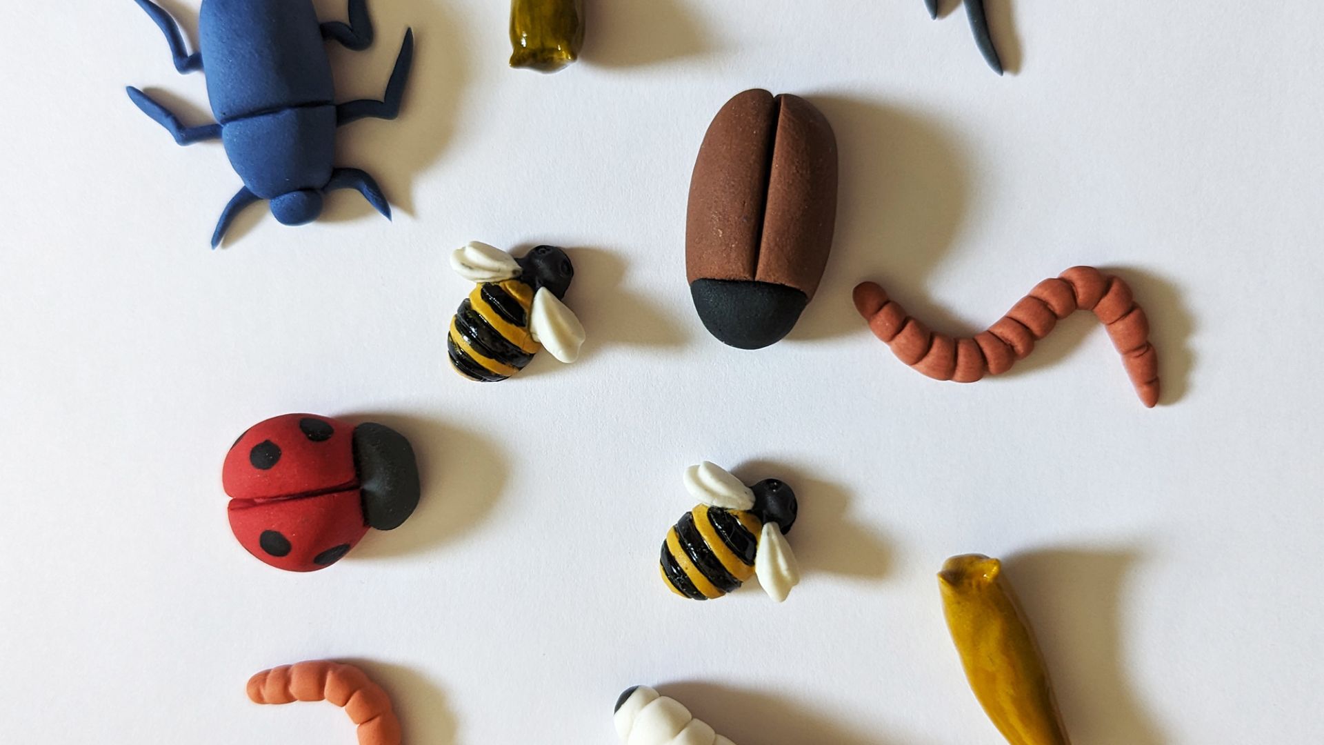 2. Insectes comestibles