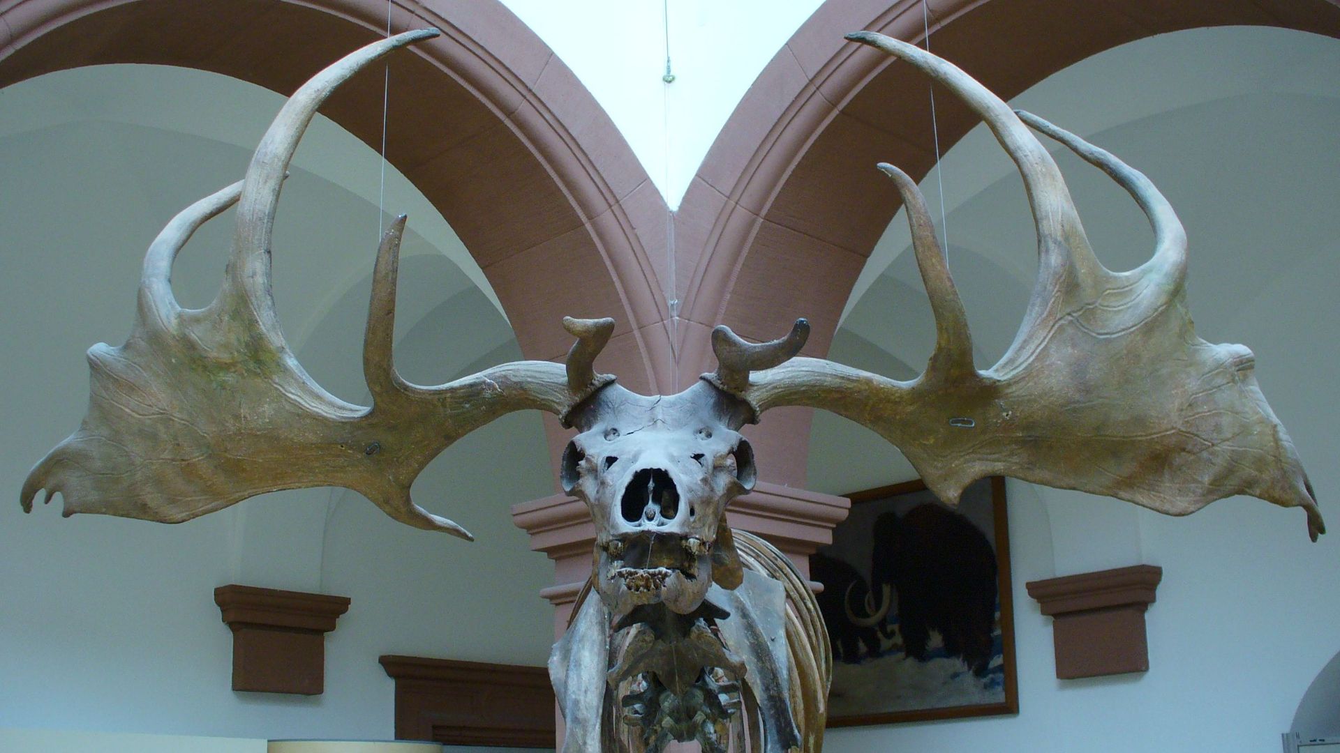 4. Megaloceros