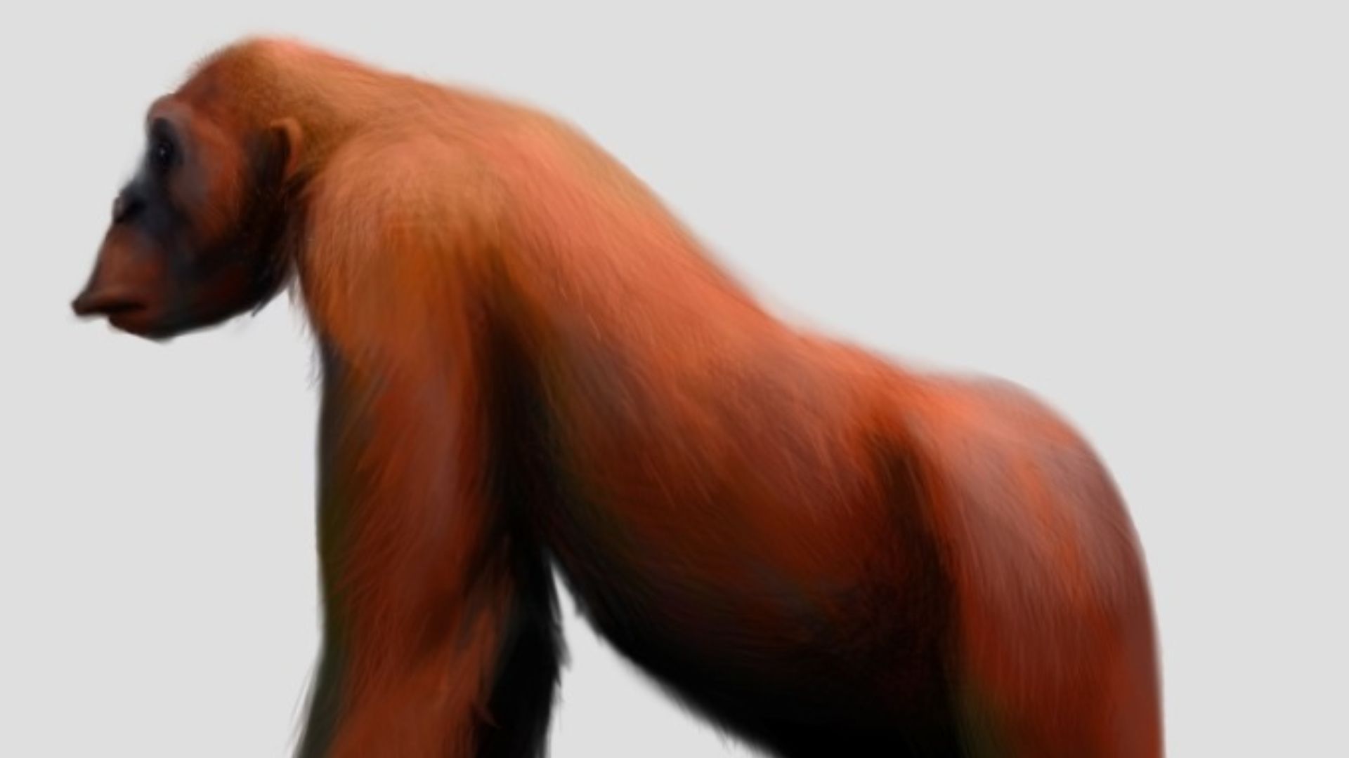 13. Gigantopithecus