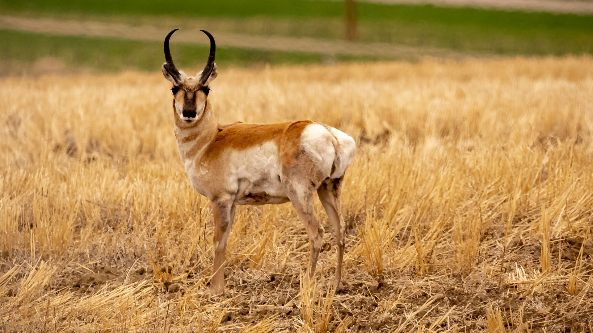 6. Antilope d'Amérique