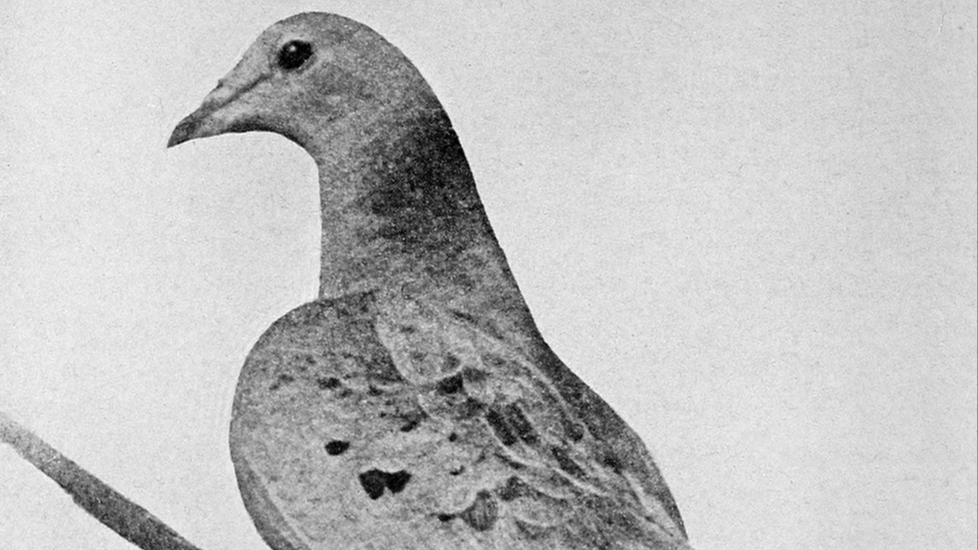 2. Le pigeon migrateur