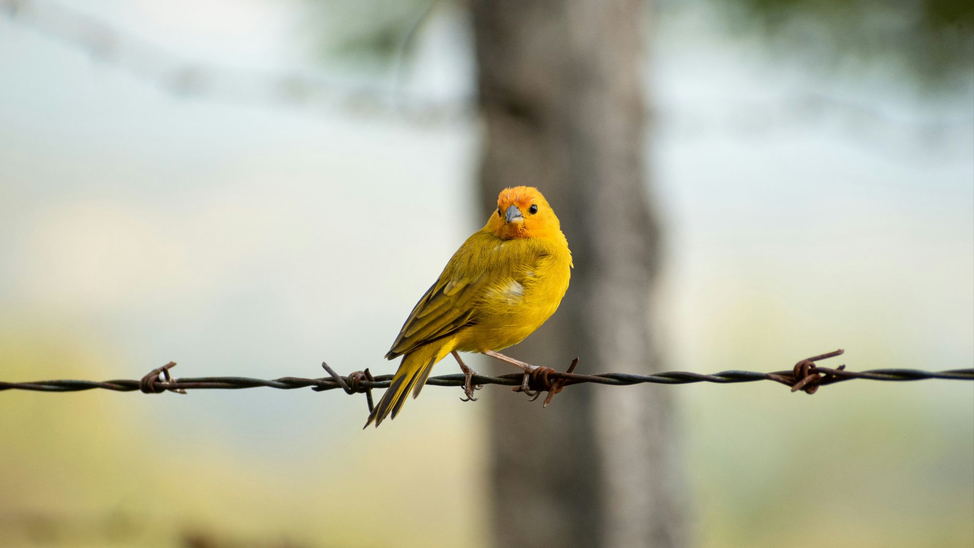 18. Canaries