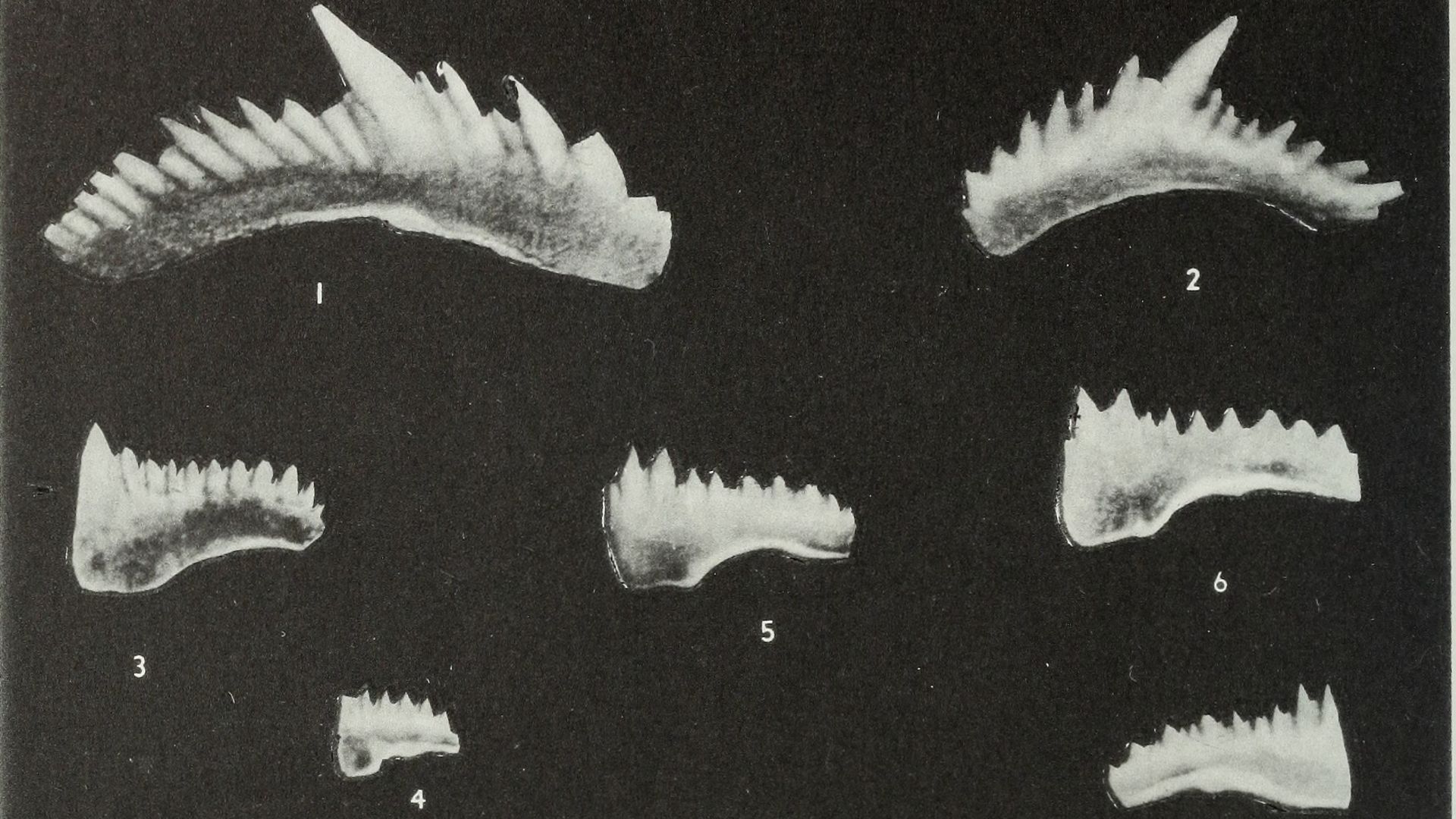 16. Conodontes