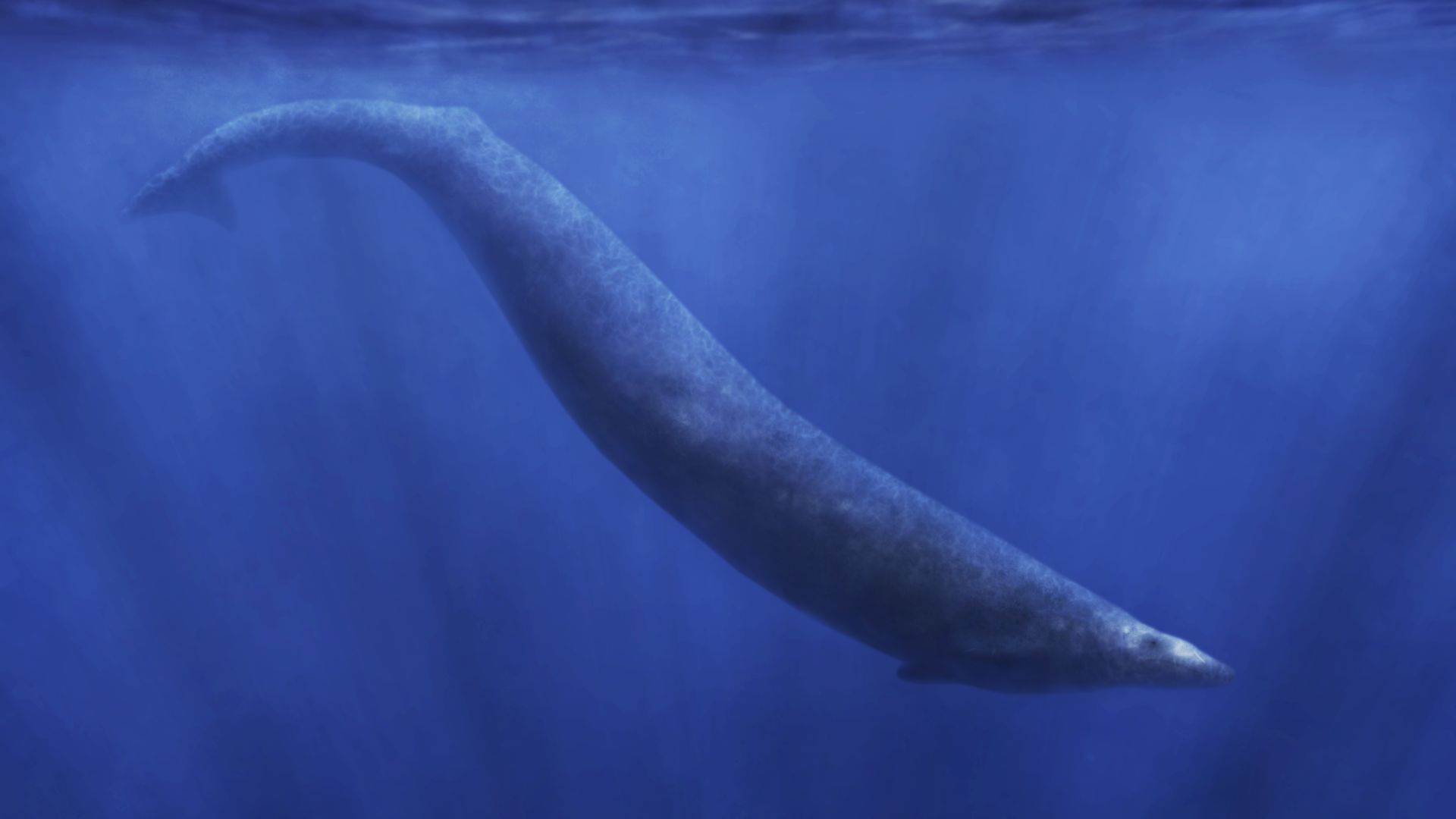 8. Basilosaurus