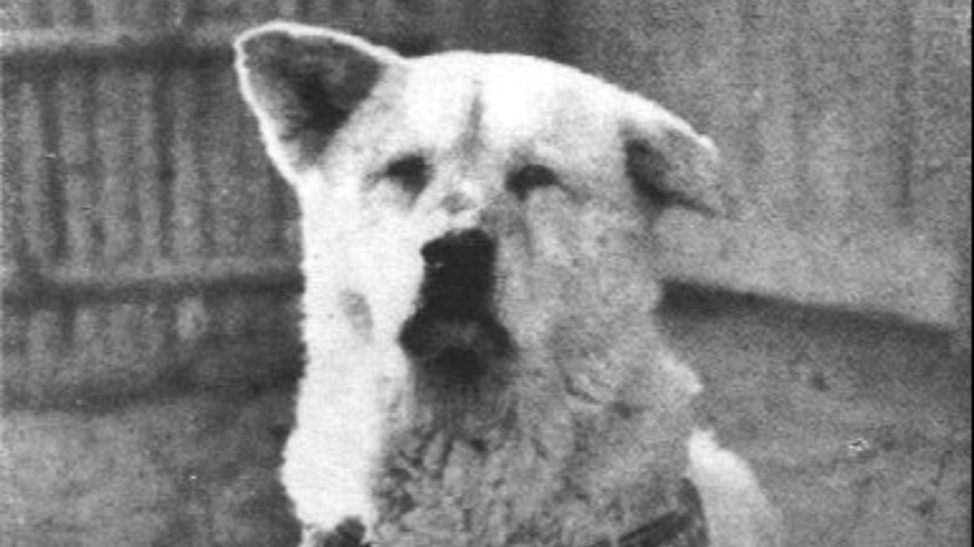 19. Hachiko