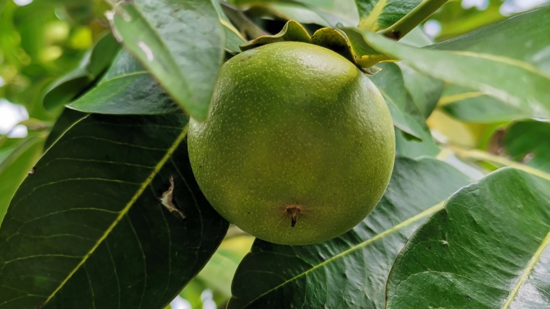 9. Sapote noir