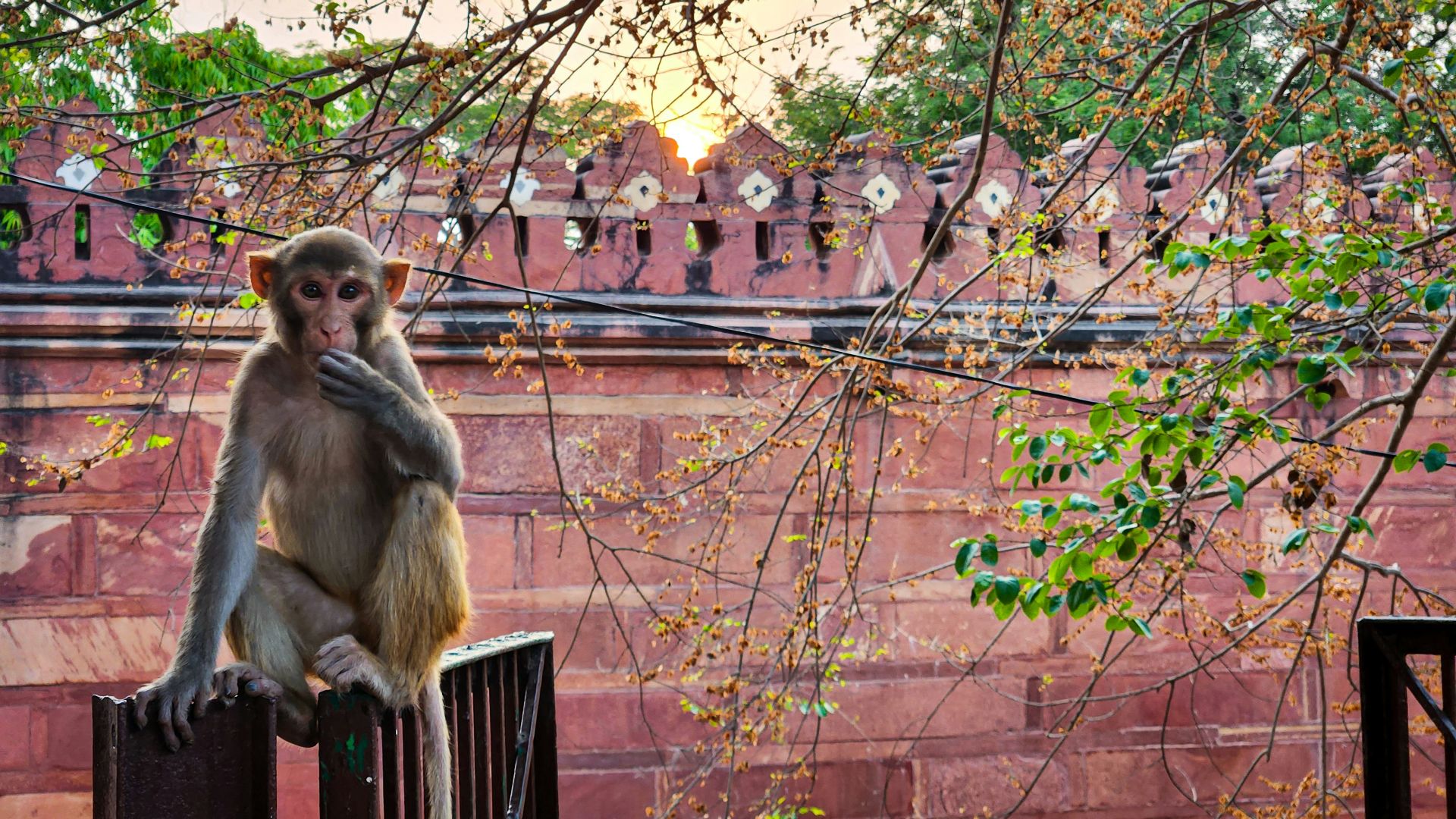 8. La panique provoquée par « l'homme-singe » à Delhi