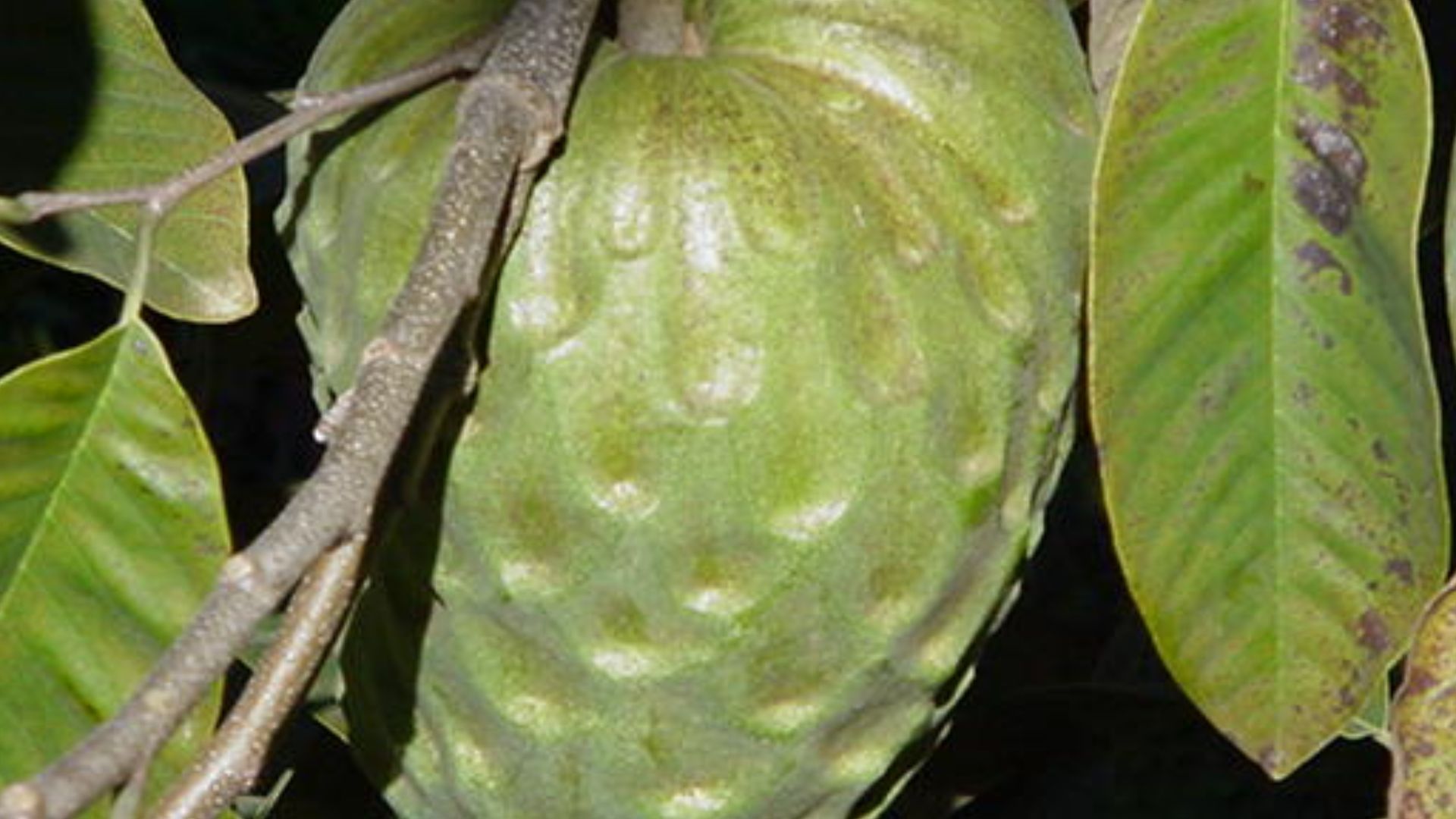 5. Chérimole