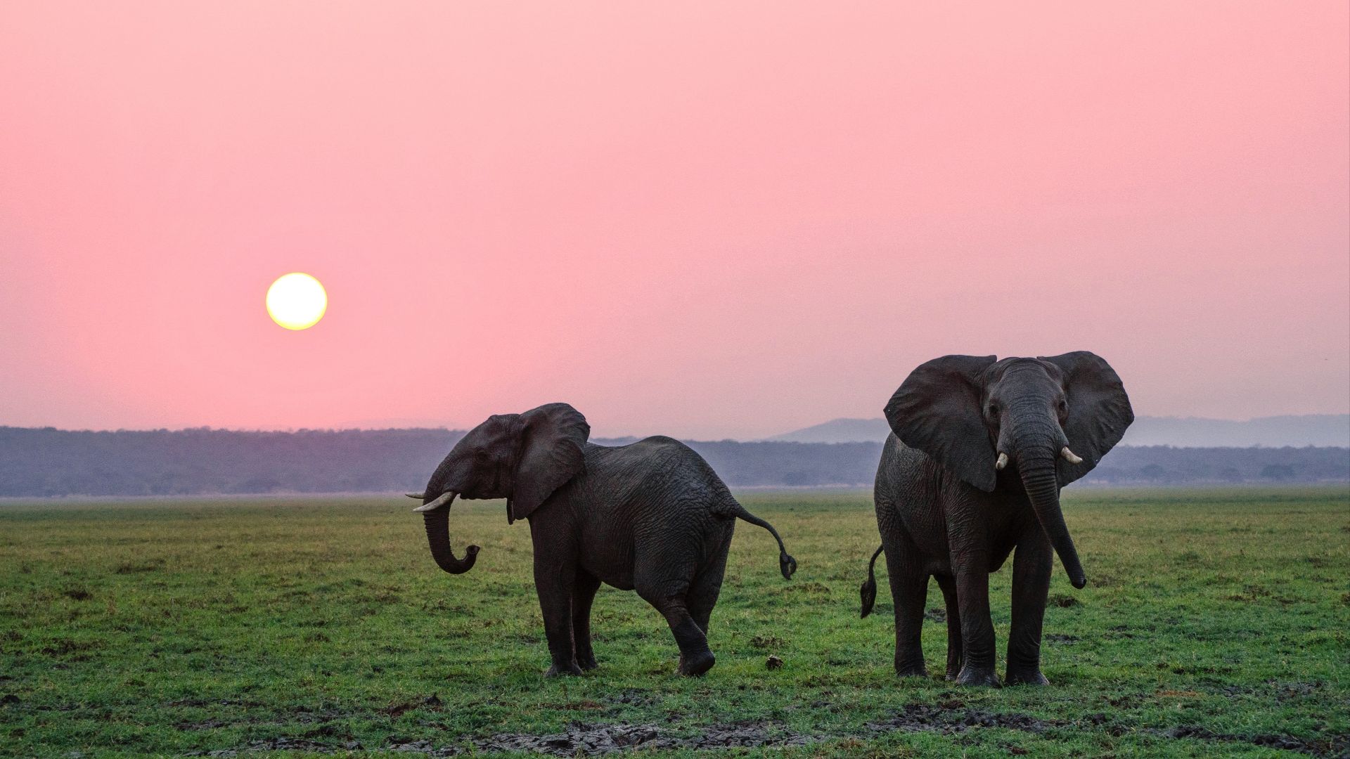 1. Les mammouths laineux étaient des parents des éléphants actuels