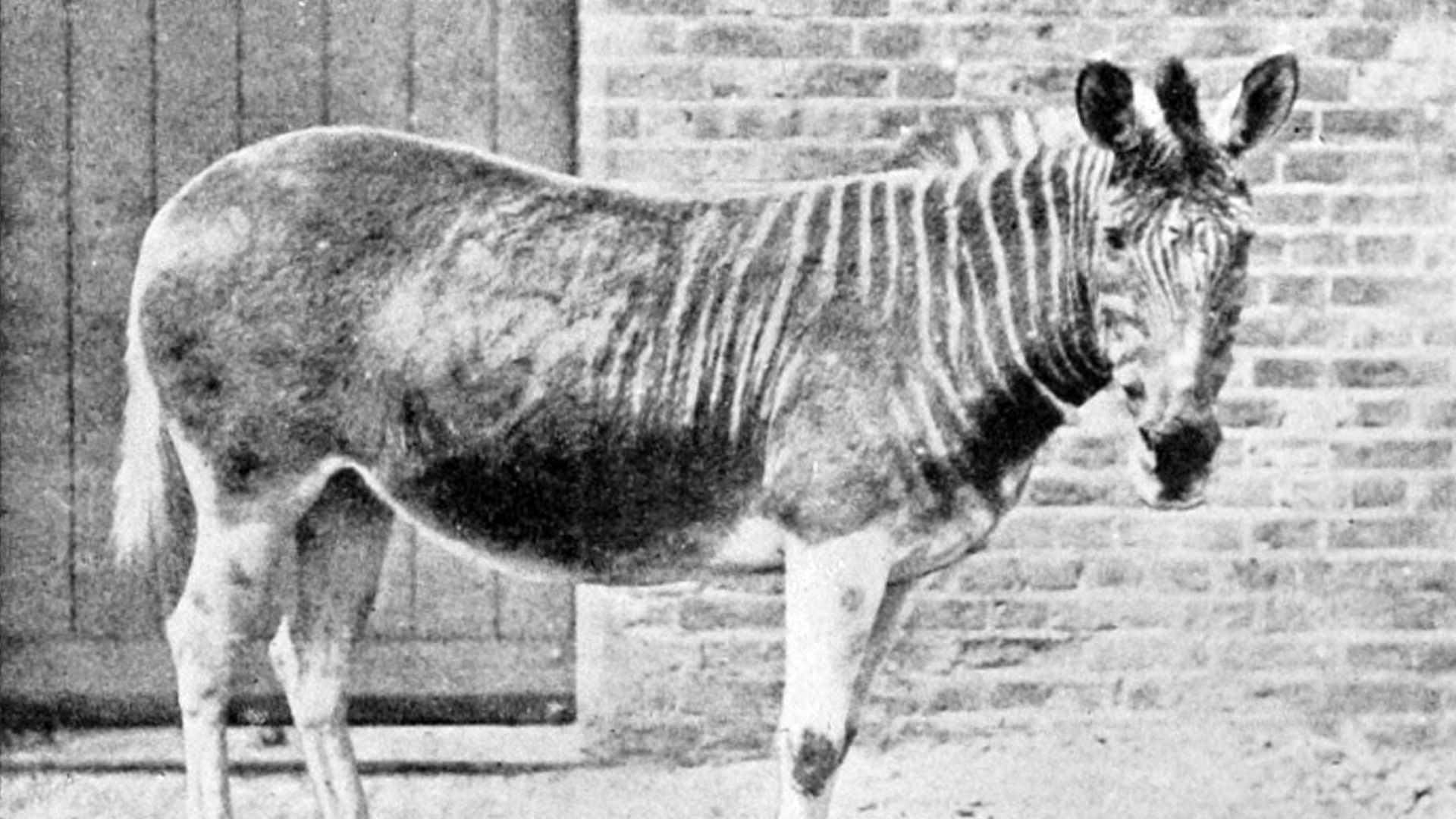 6. Quagga