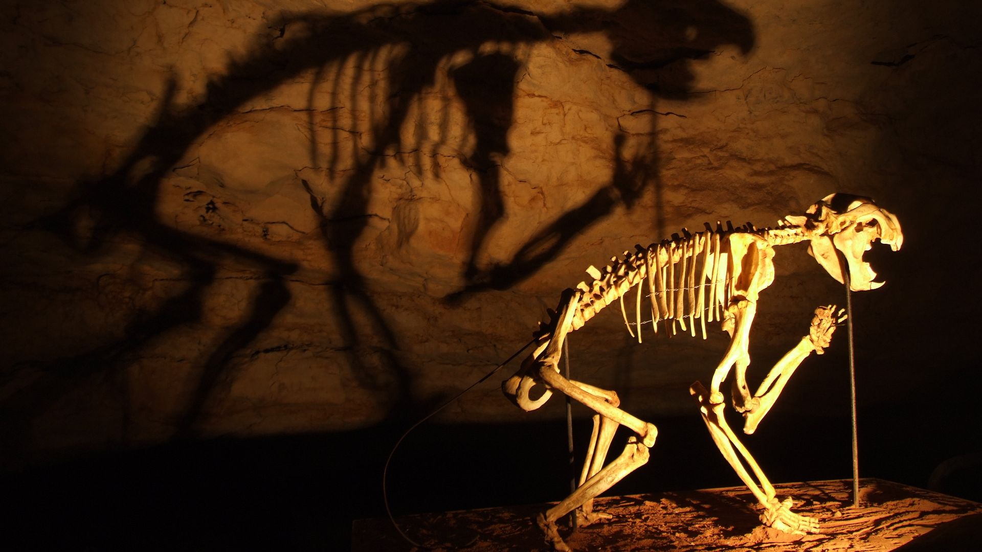 11. Thylacoleo