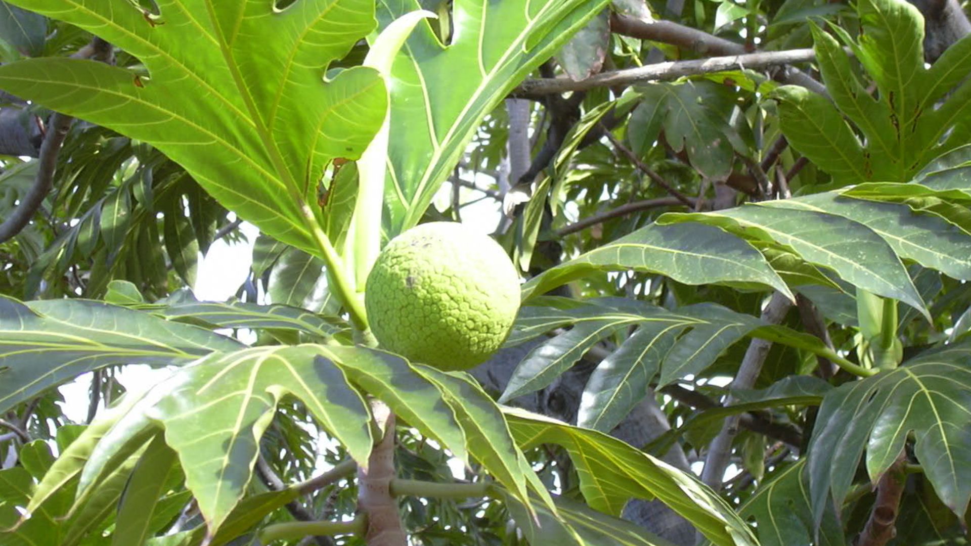 15. Fruit à pain