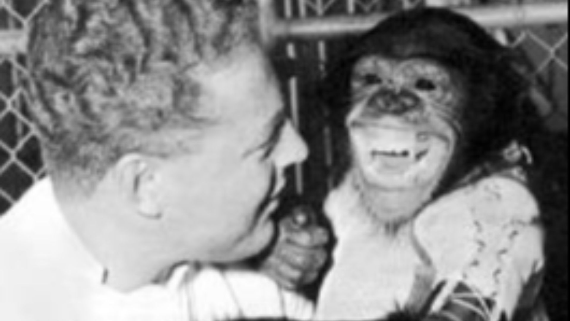 8. Ham le chimpanzé