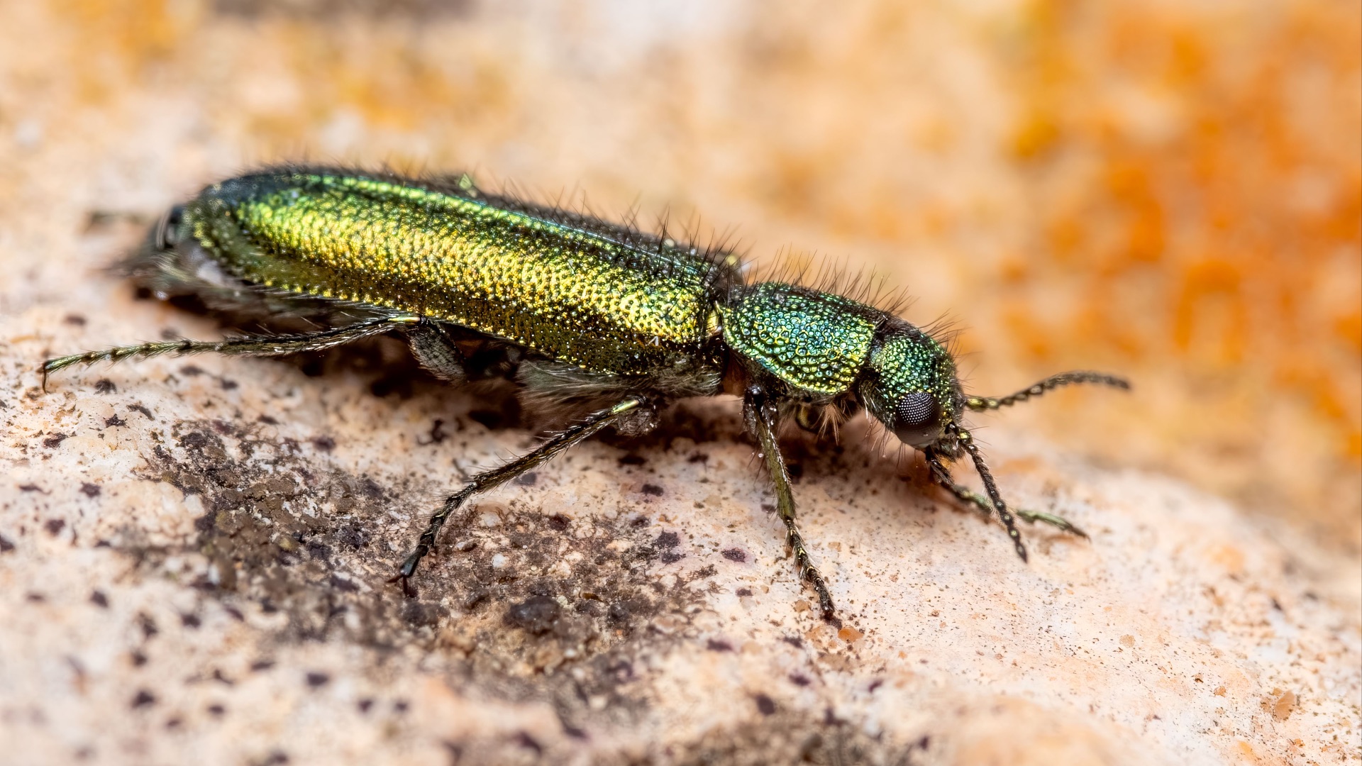 15. La mouche espagnole pour la virilité