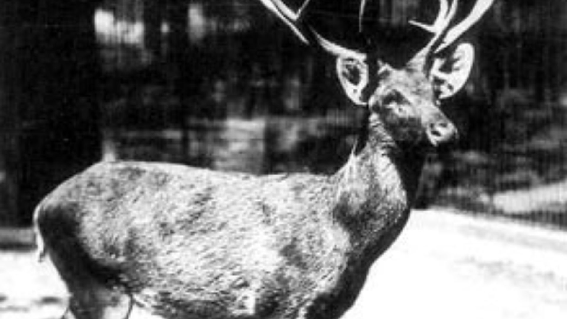 17. Le cerf de Schomburgk