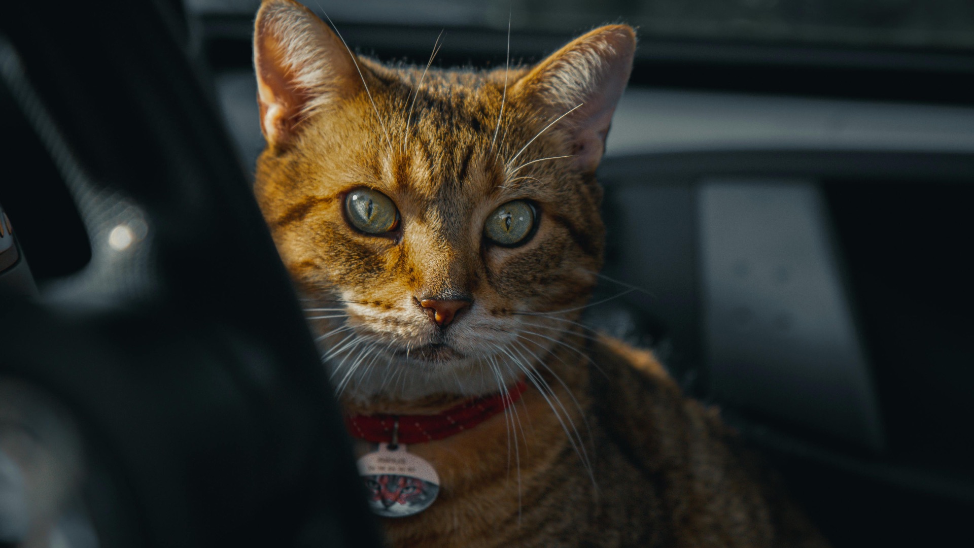 2. Tous les animaux n'aiment pas les trajets en voiture