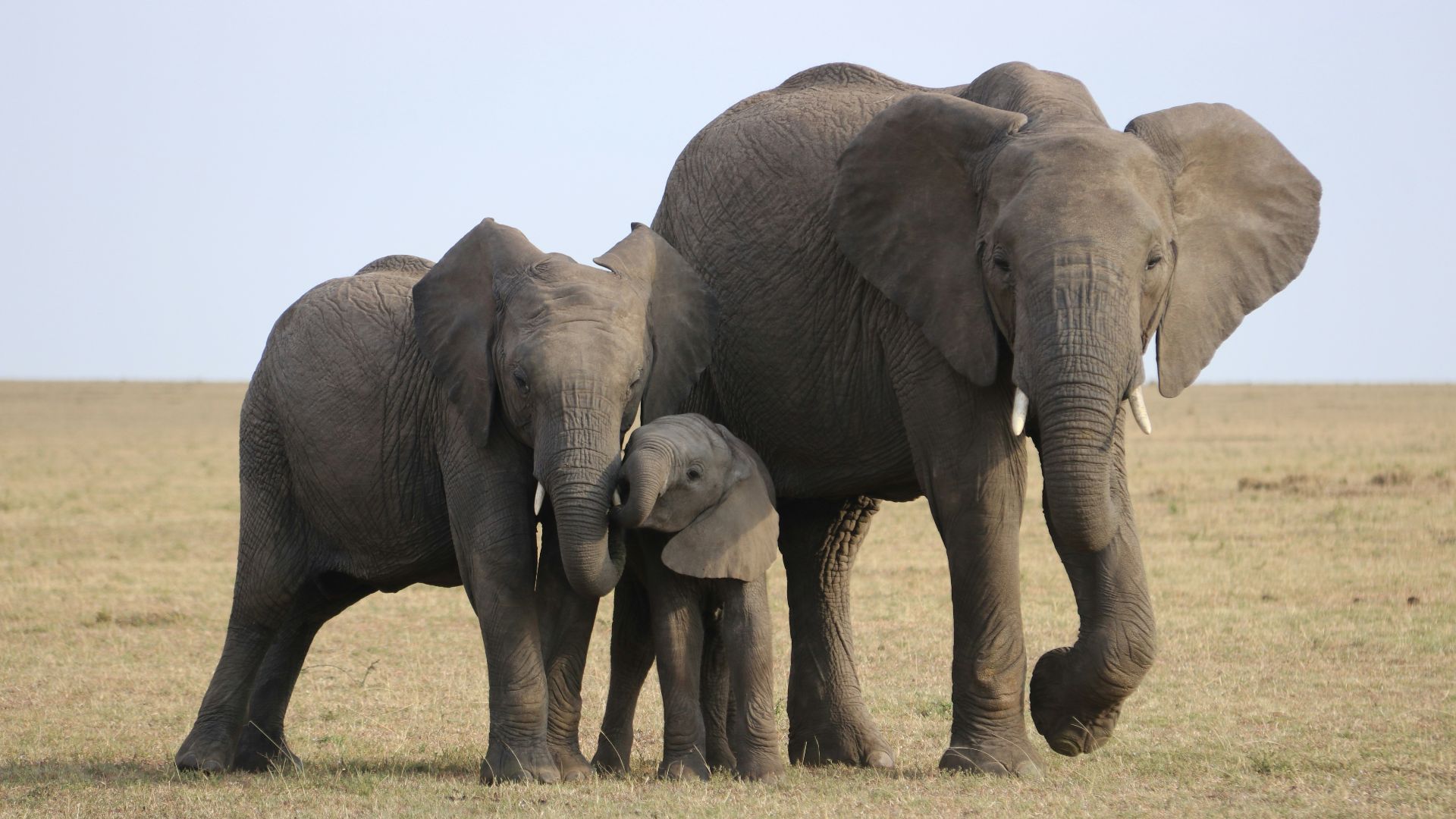 7. Les éléphants