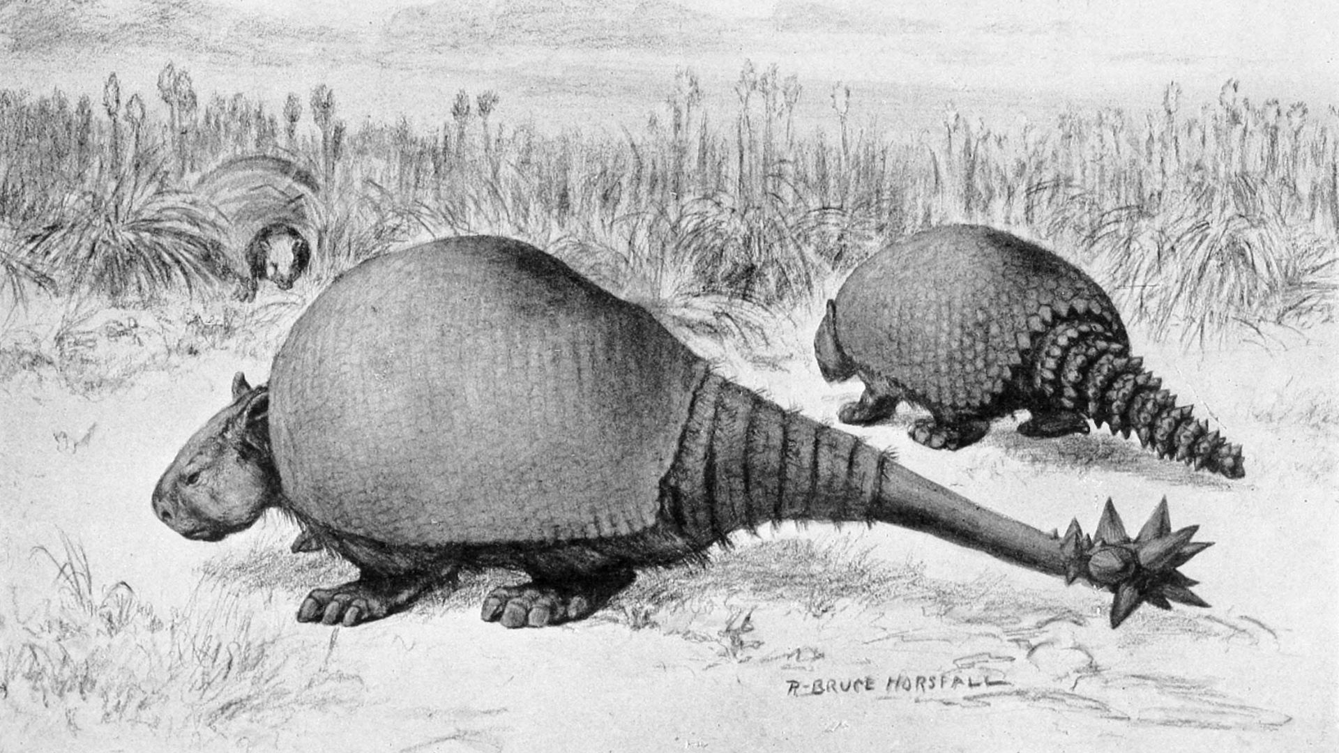 12. Doedicurus