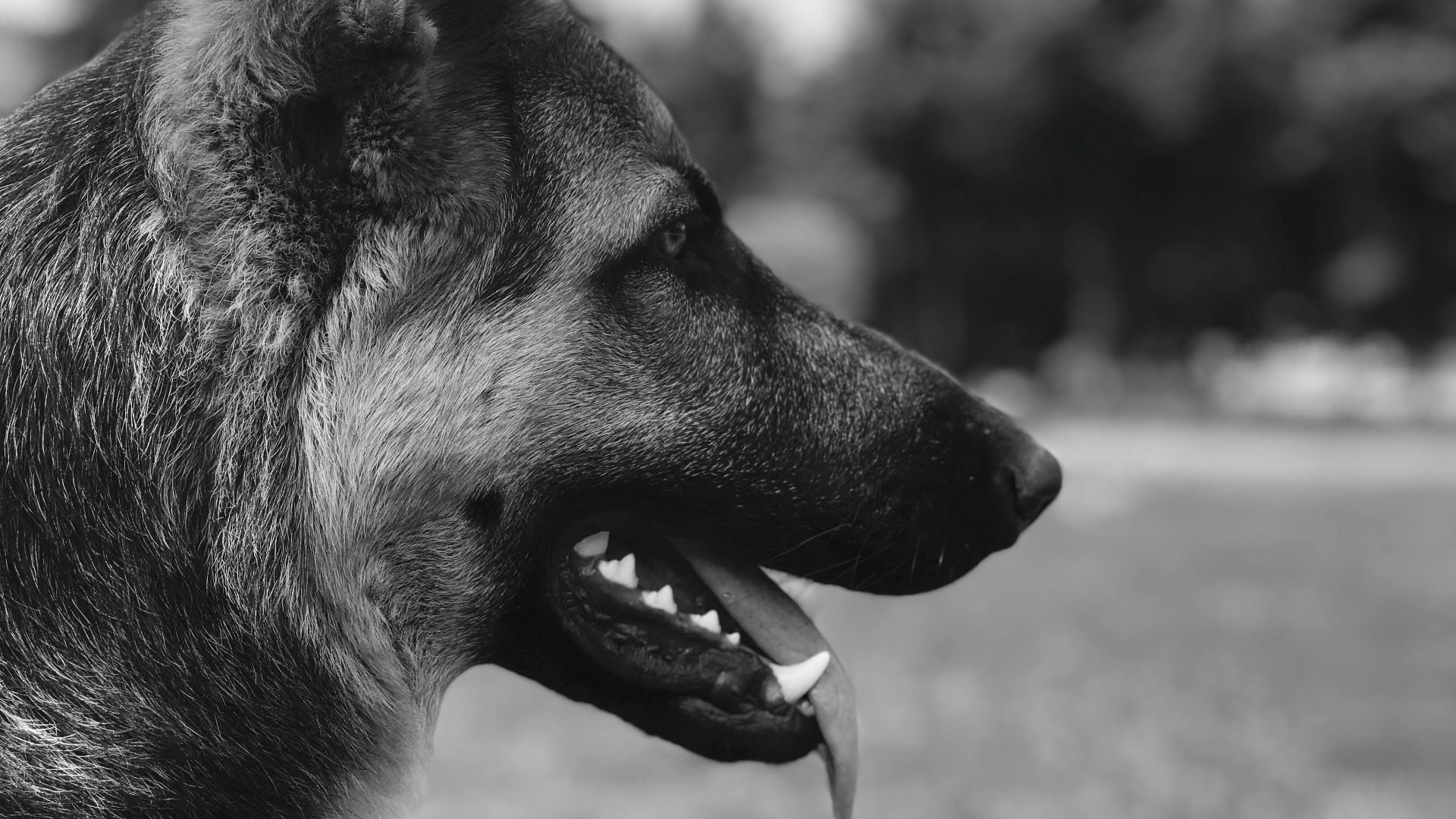 20. Buddy, le premier chien guide d'aveugle des États-Unis