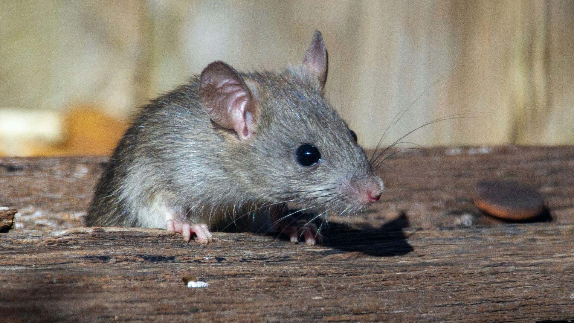 4. Les rats