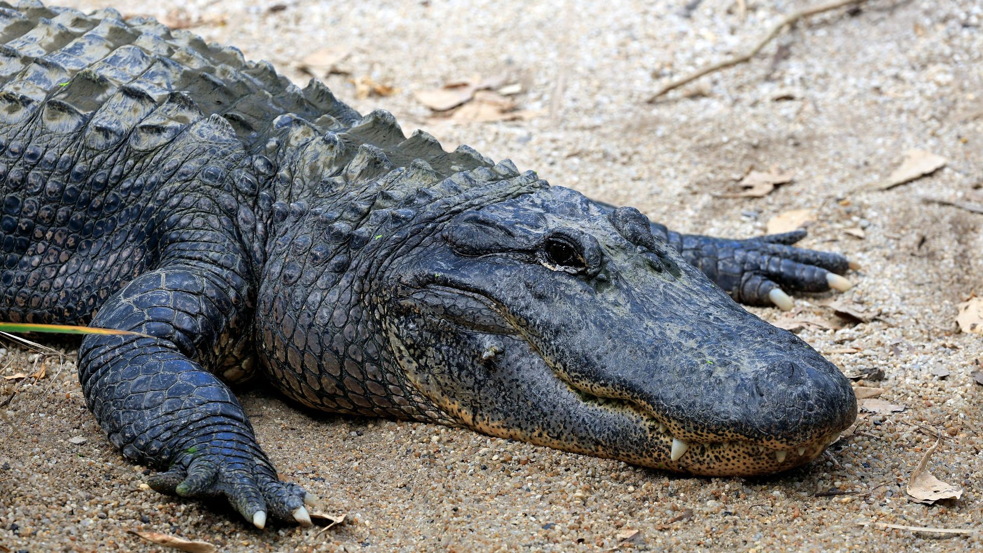 5. Alligator américain