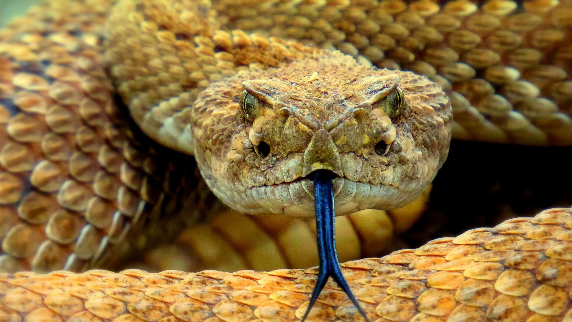 14. Serpents