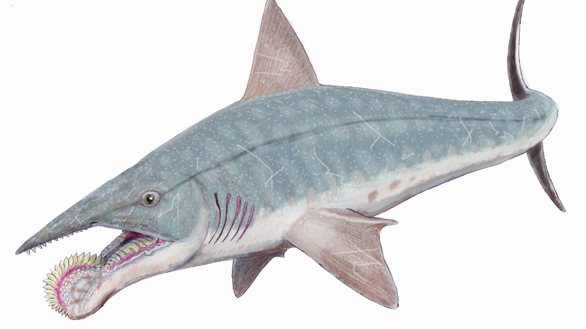 11. Helicoprion
