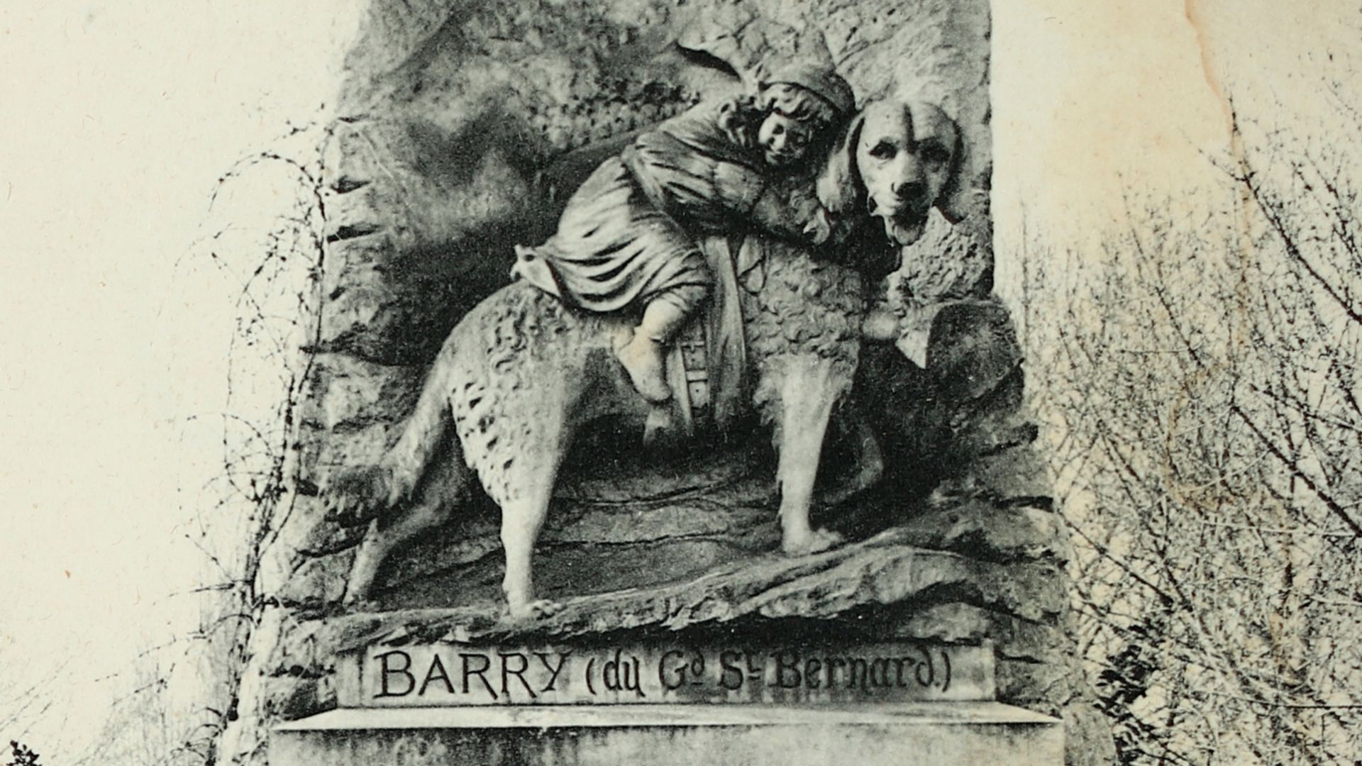 10. Barry, le Saint-Bernard