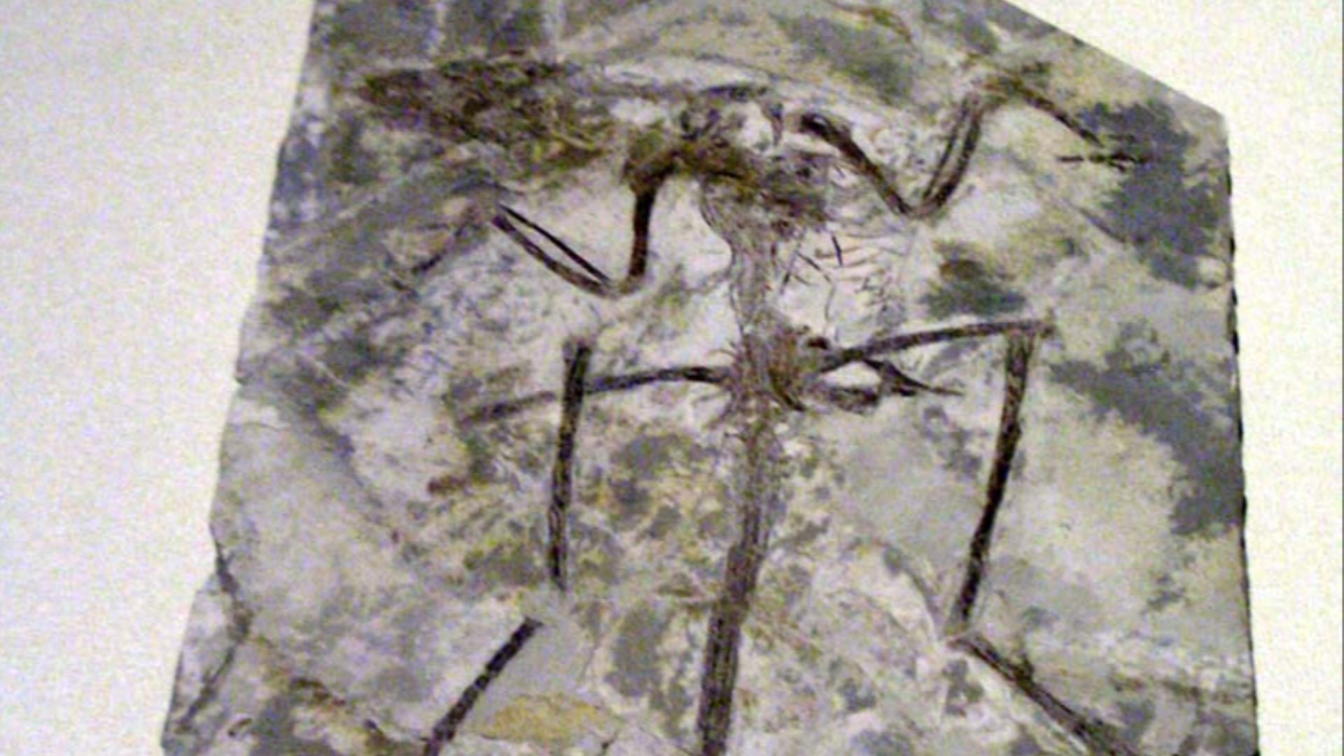 4. Archaeoraptor