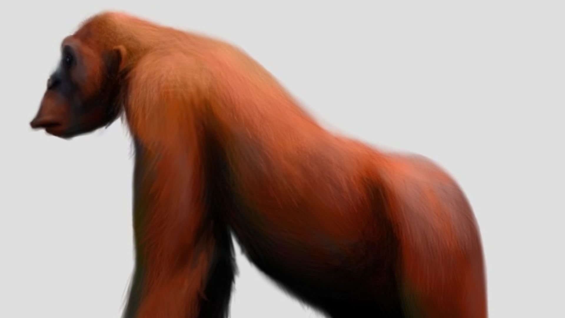 19. Gigantopithecus