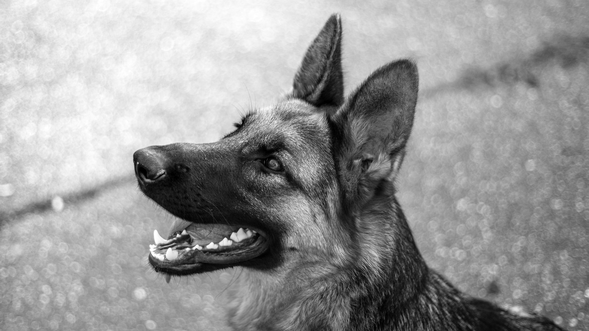 8. Nemo A534, le chien de garde de la guerre du Vietnam