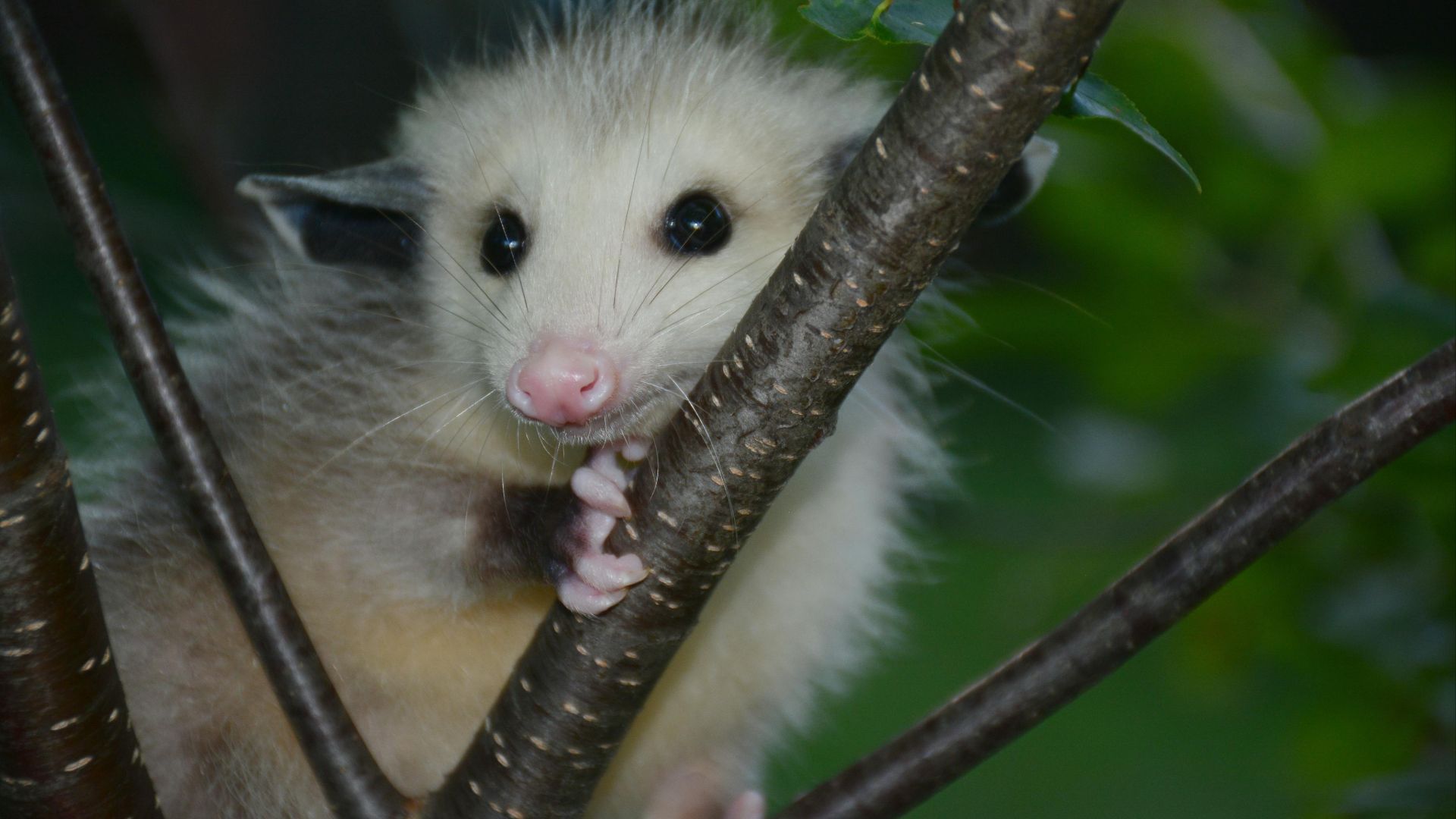 9. Opossum