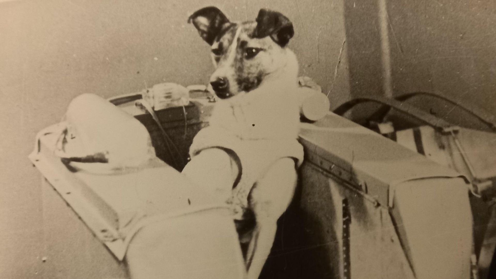 1. Laika, la chienne errante de l'ère spatiale