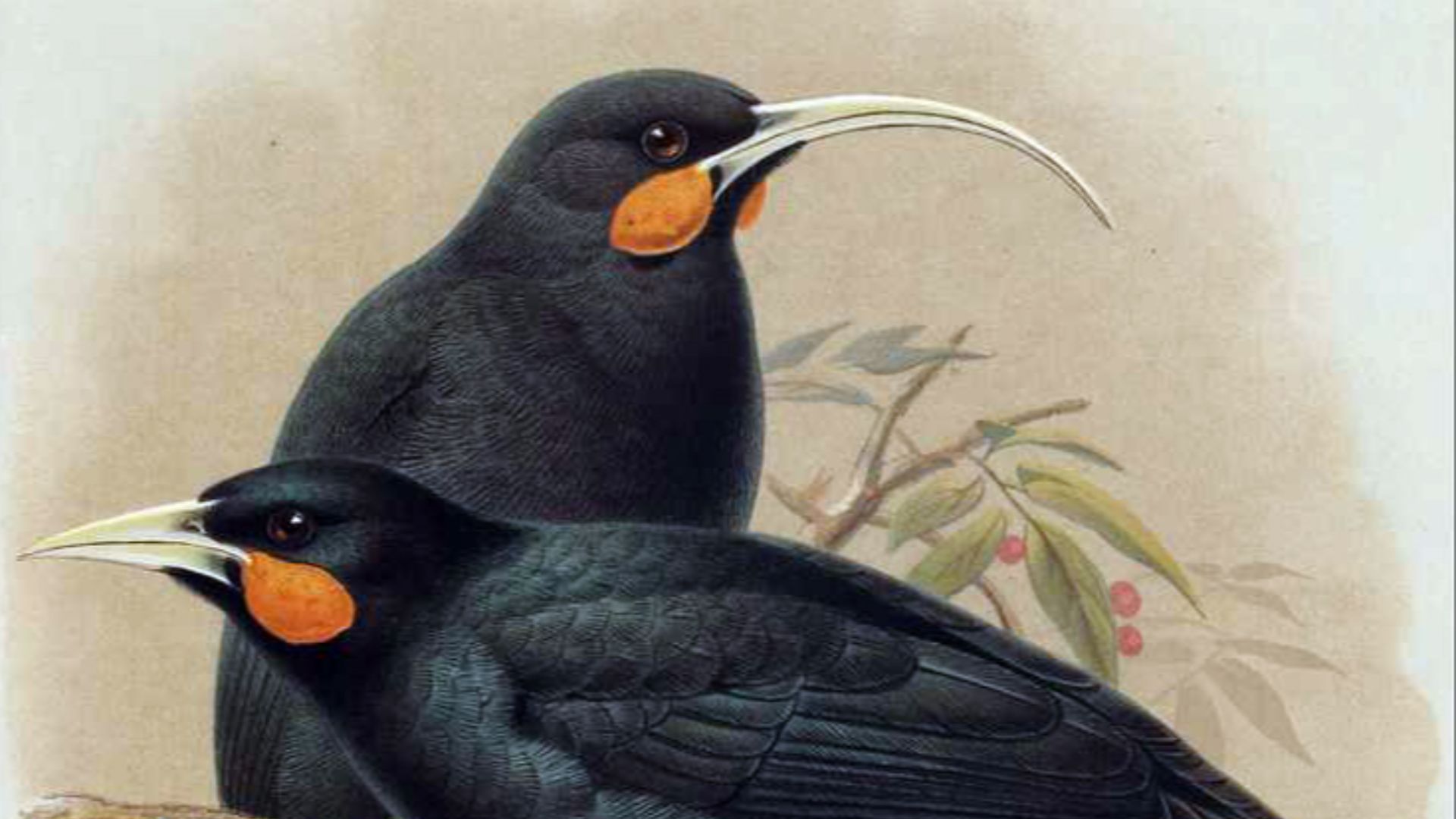 12. Huia