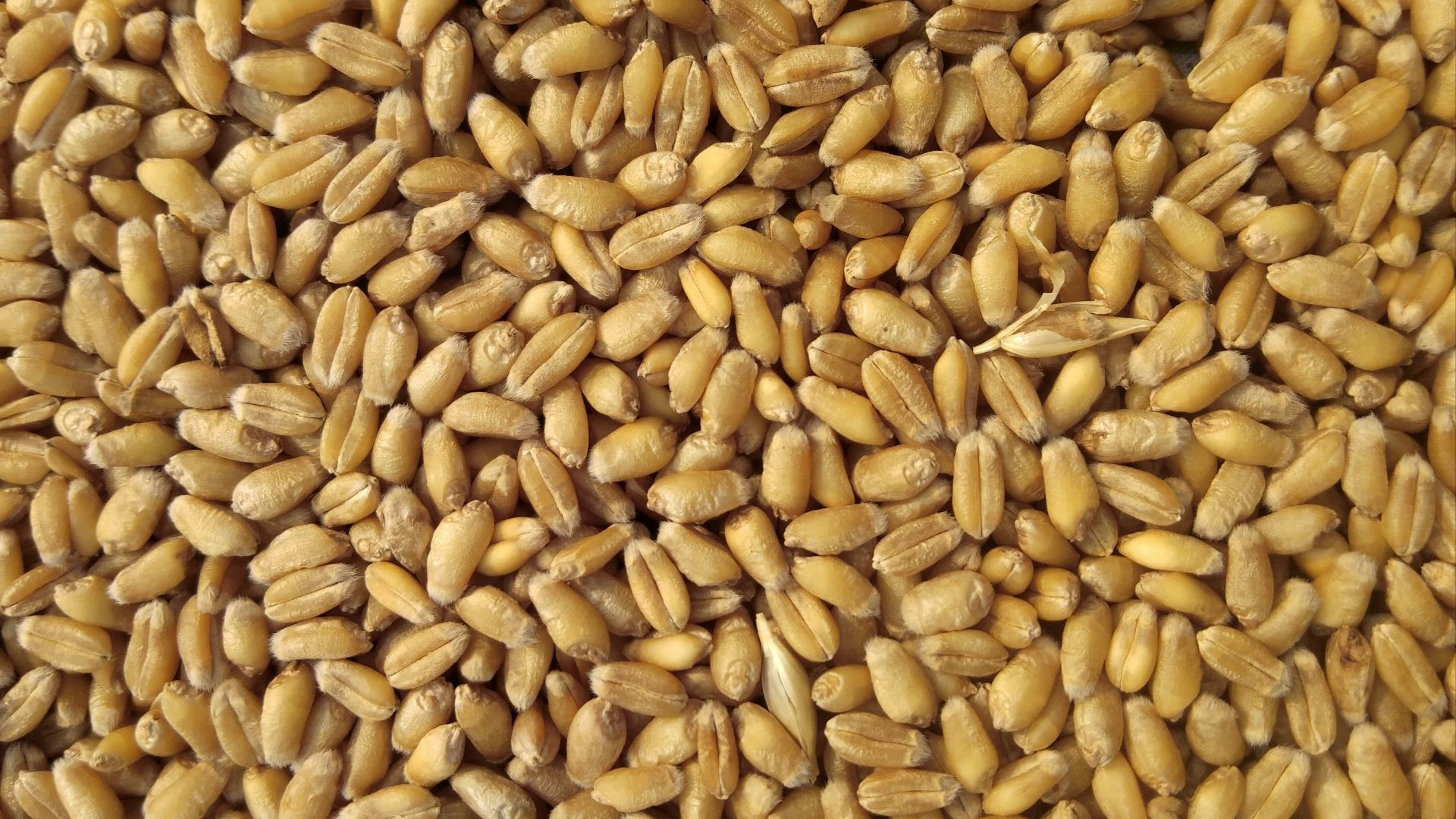 3. Optez plus souvent pour les céréales complètes