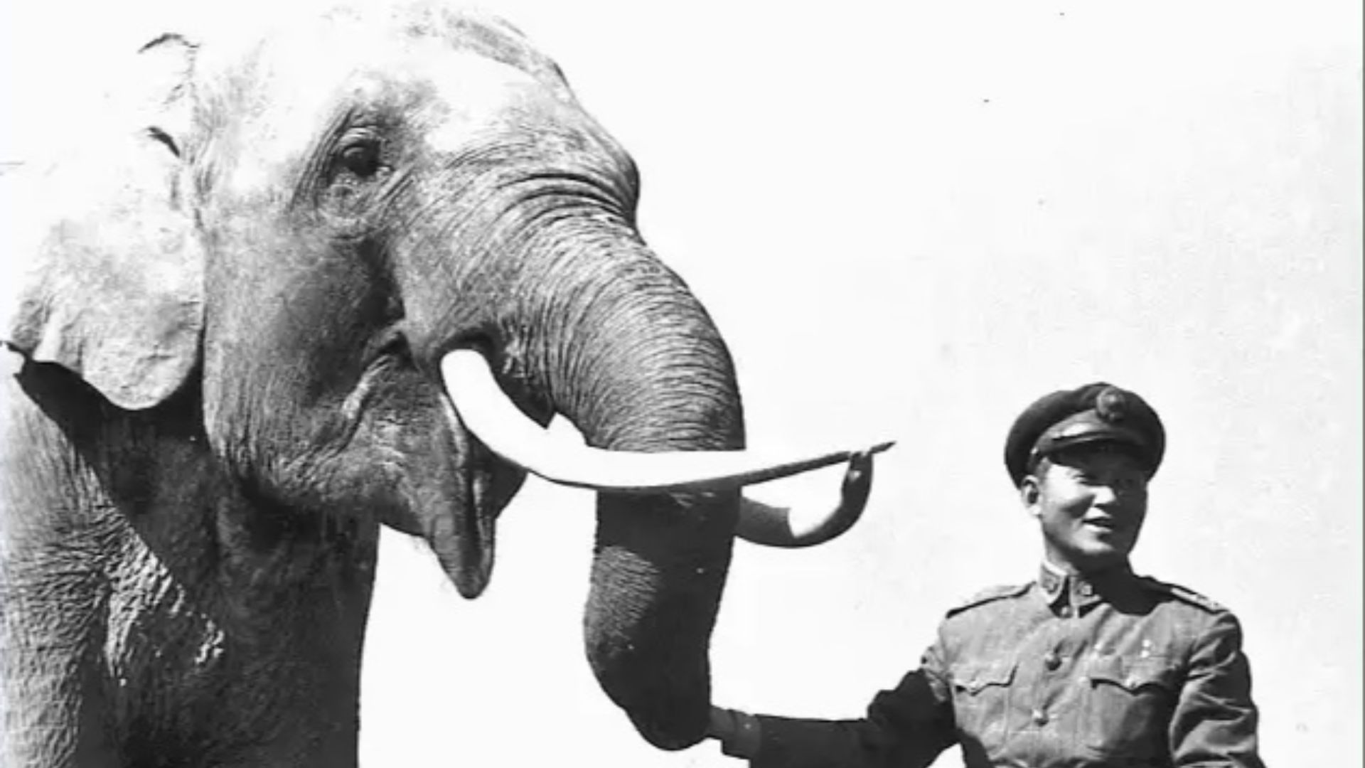 15. Lin Wang, L'éléphant en temps de guerre