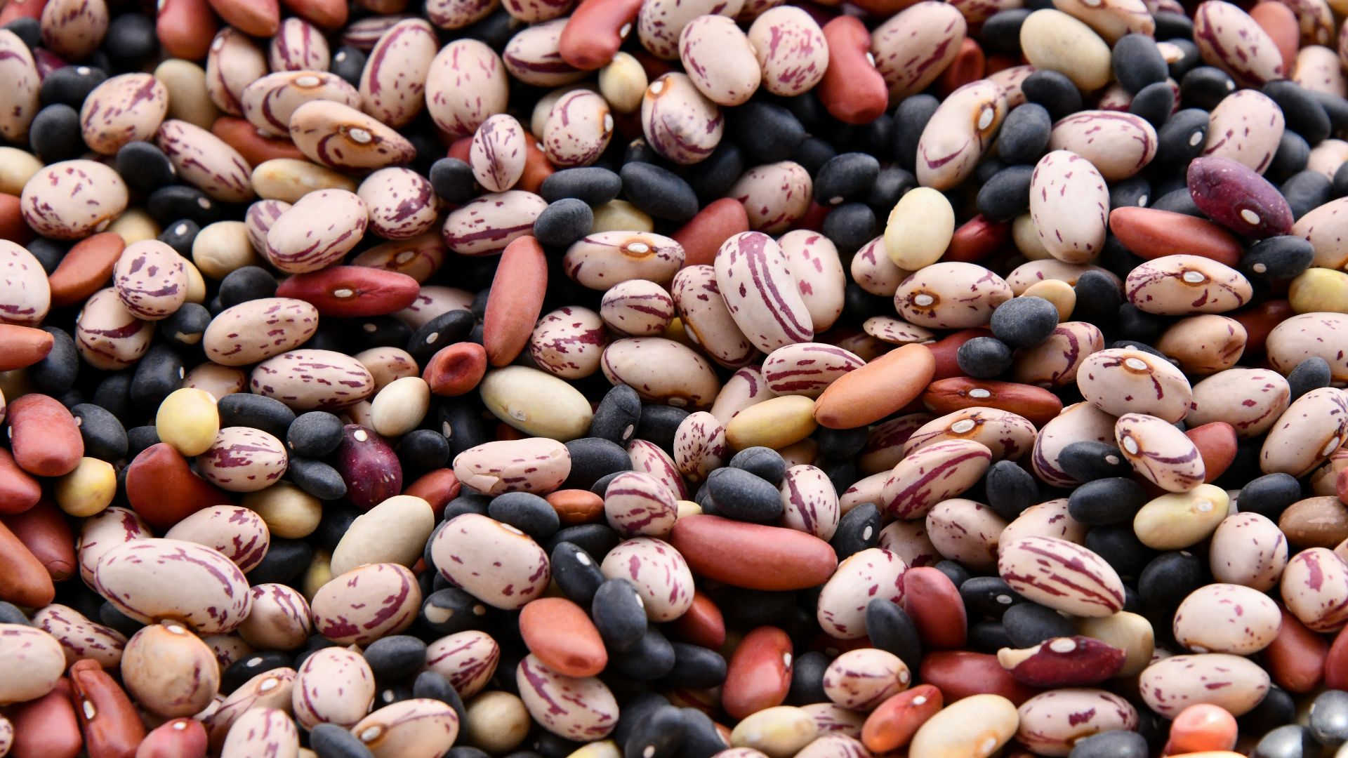 1. Haricots