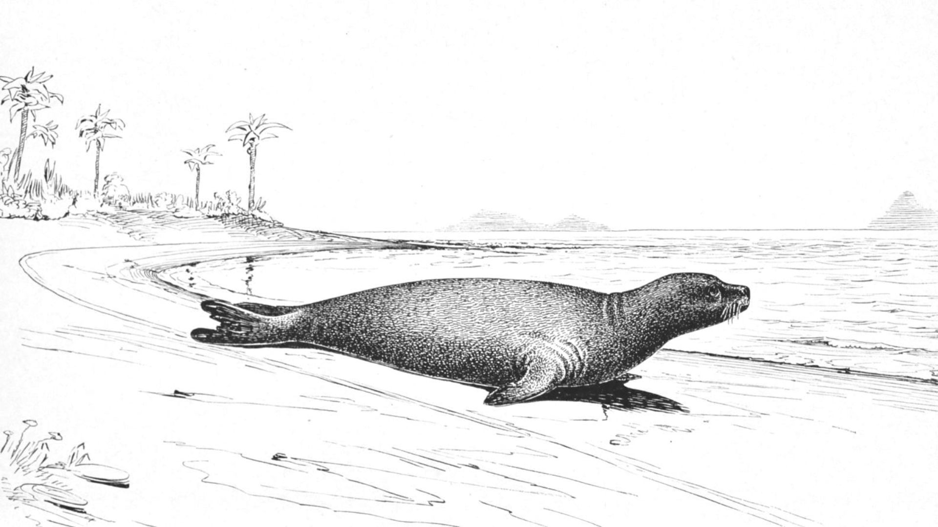 7. Le phoque moine des Caraïbes