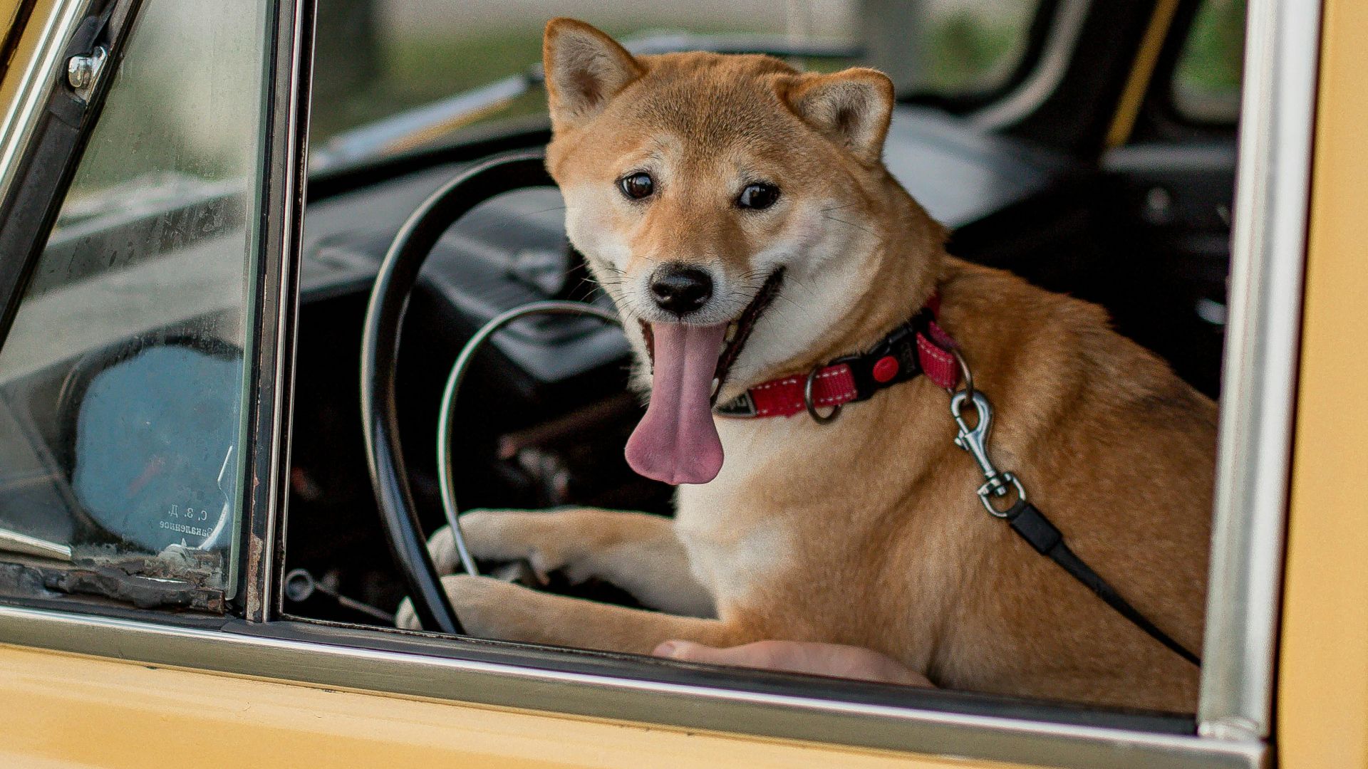 15. Ils établissent un contact visuel avec les chiens dans les autres voitures