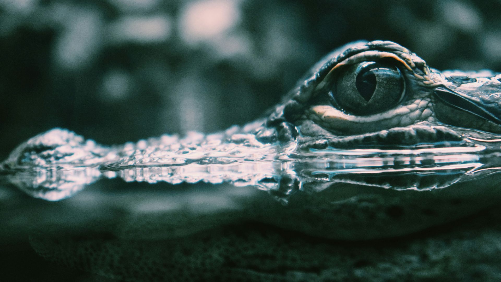 11. Des larmes de crocodile