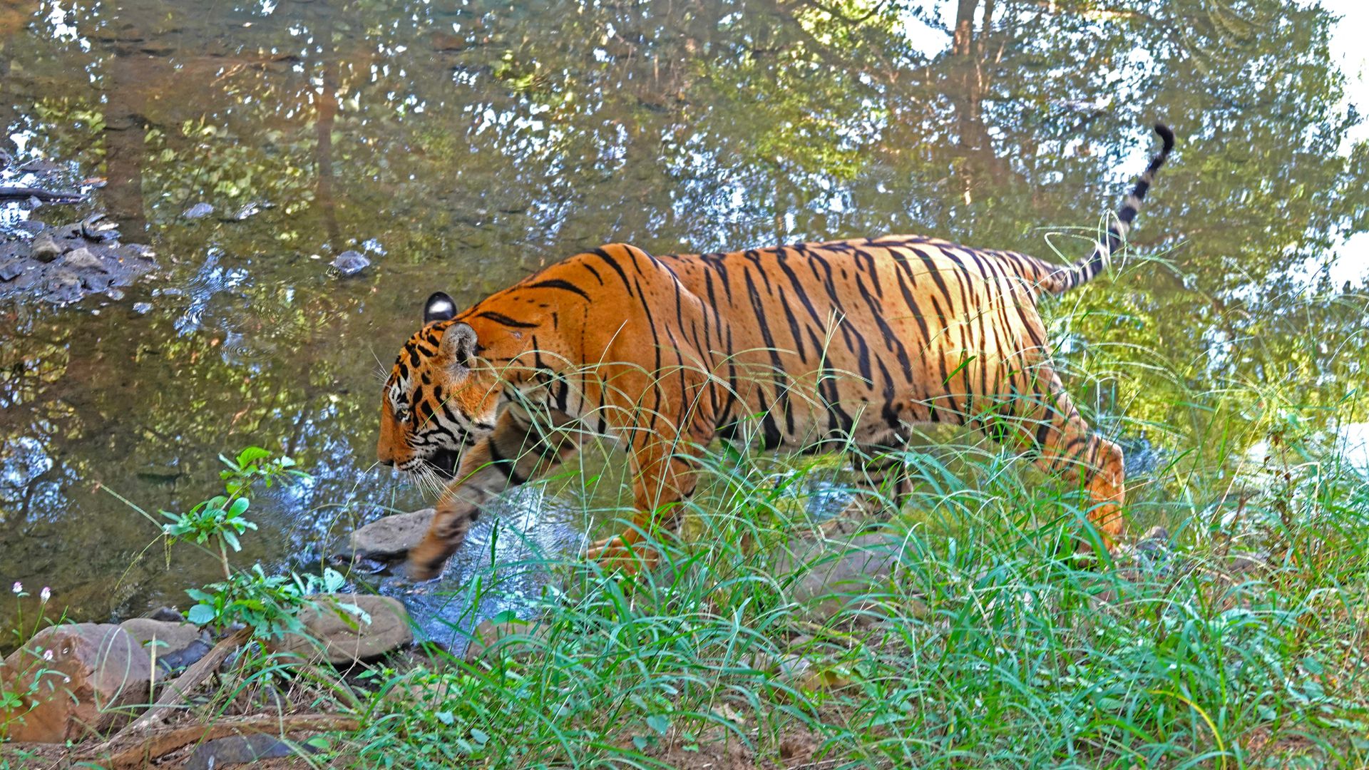11. Les Tigres de Chowgarh