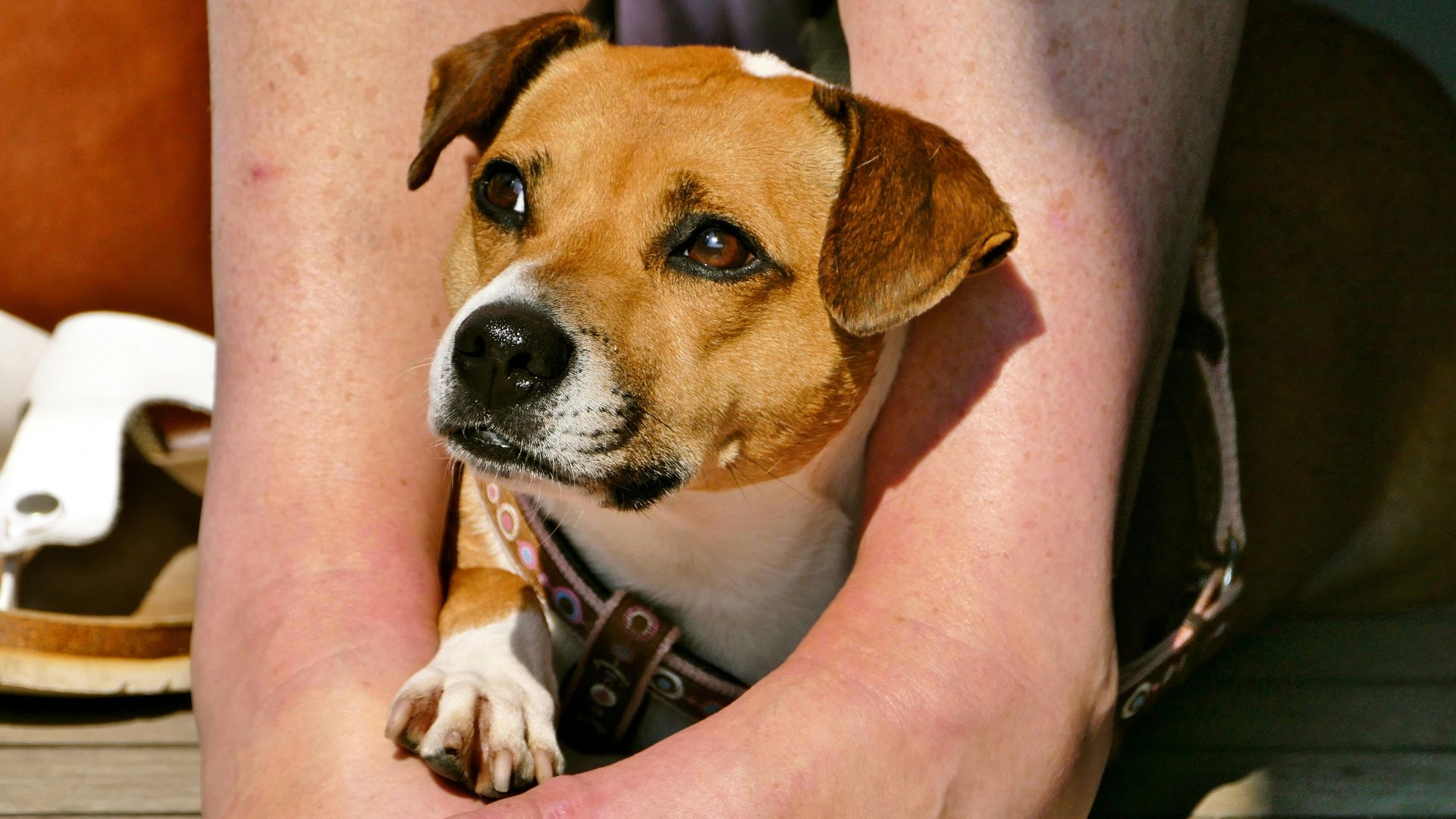 13. Des animaux qui traînent dans les jambes