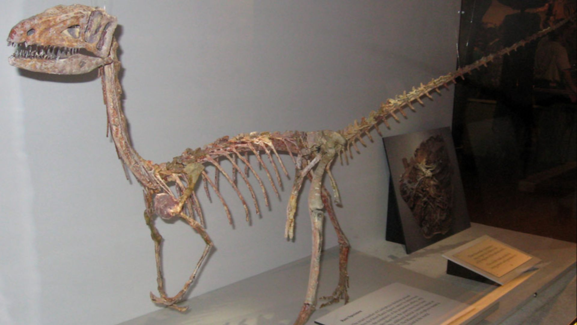 9. Coelophysis