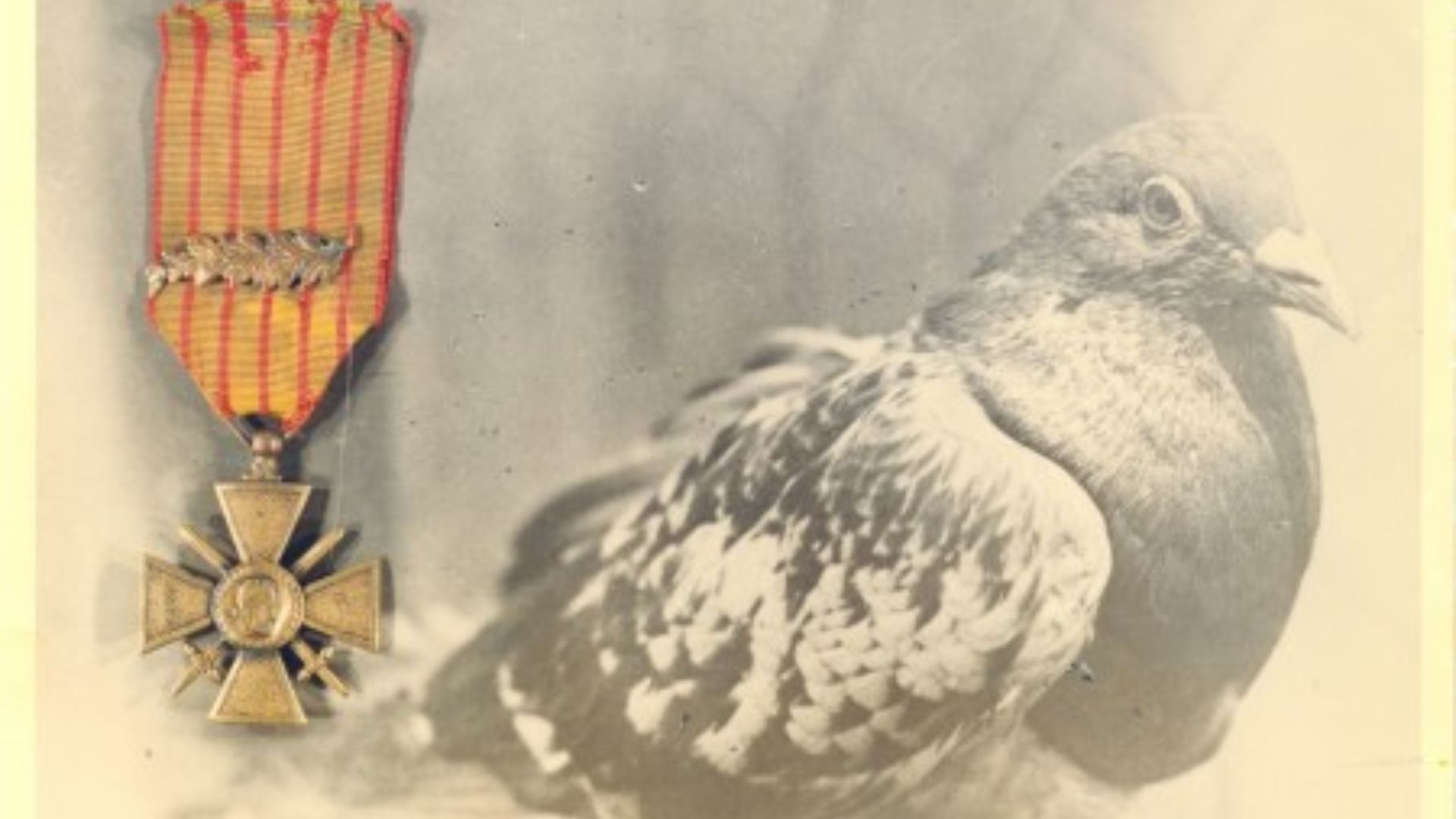 3. Cher Ami