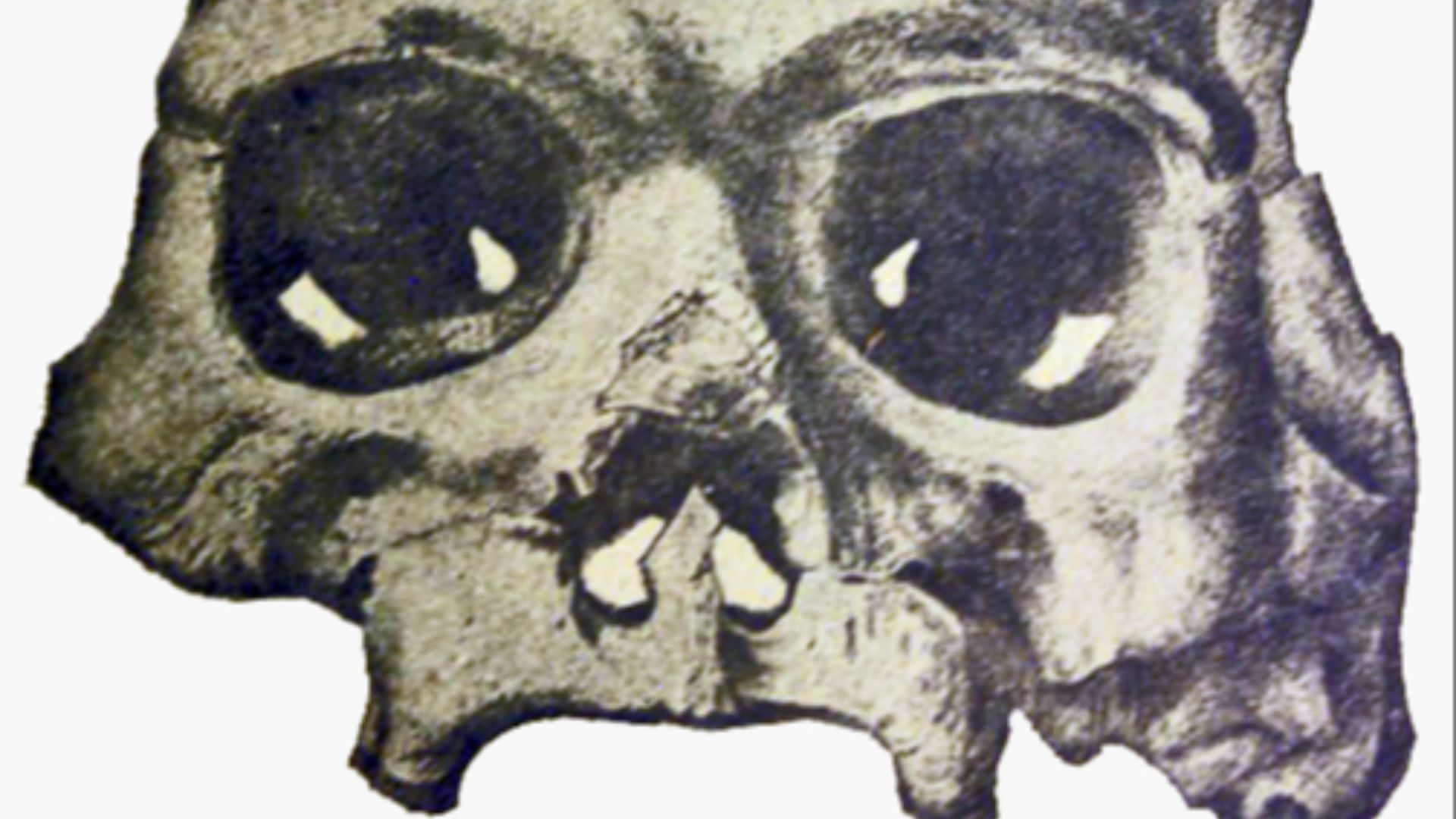 5. Le crâne de Calaveras