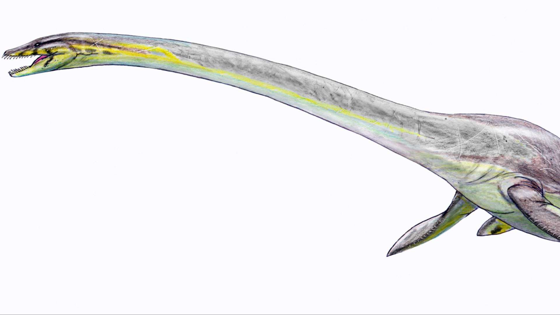 1. Elasmosaurus