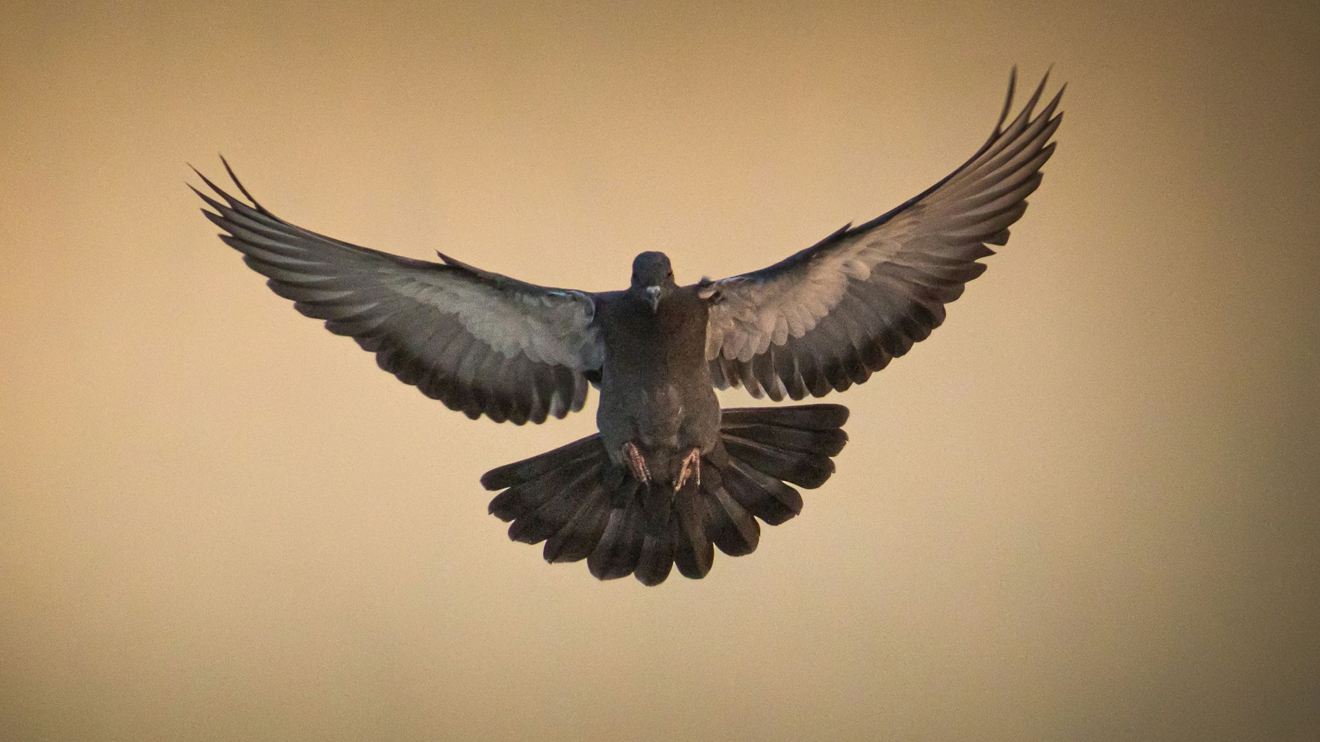 20 faits sur les pigeons voyageurs