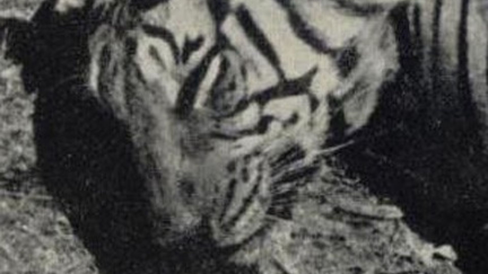 15. Le Tigre de Ségur
